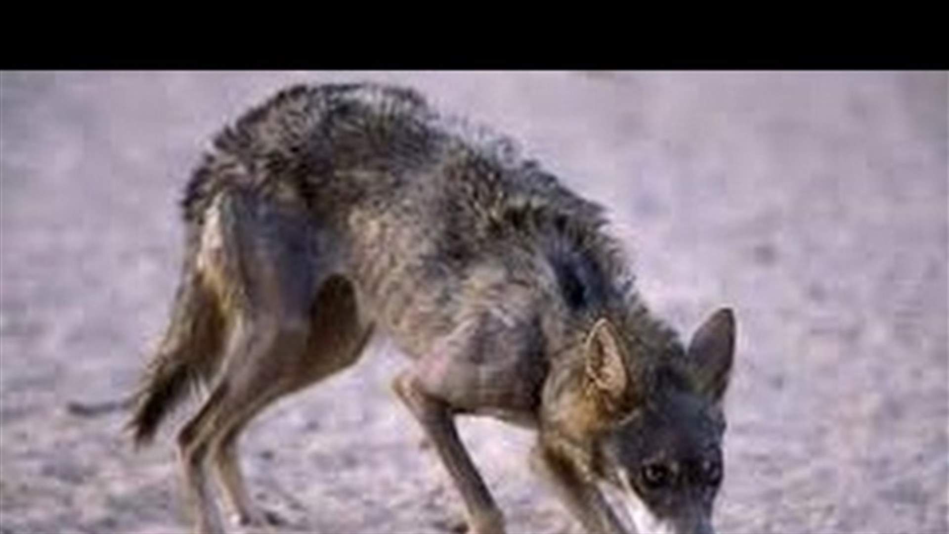 حيوان مسعور يهاجم نساء وأطفالا في رأس بعلبك (صورة)