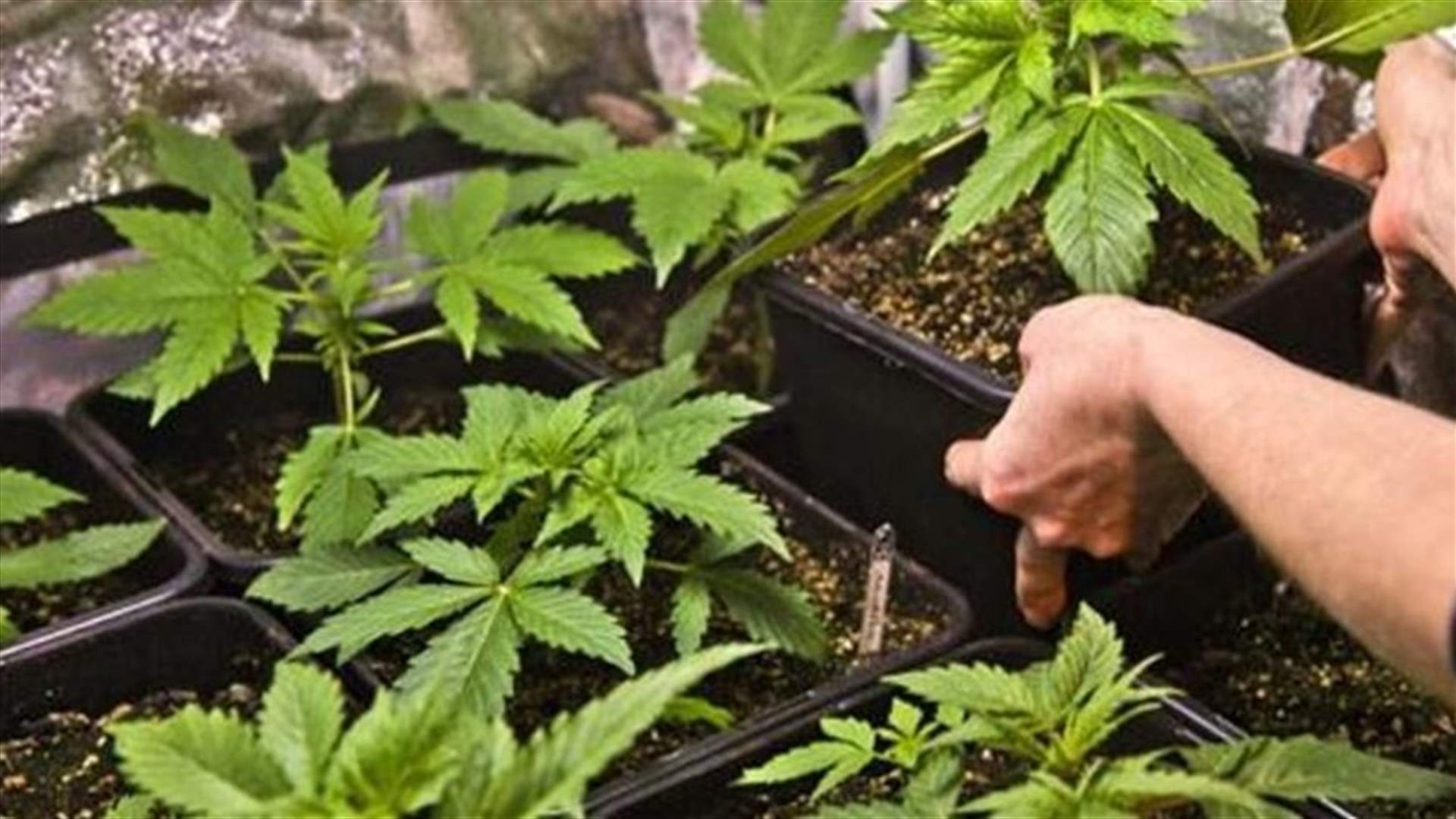 بري يحيل إقتراح قانون زراعة القنّب الهندي الى اللجان المشتركة