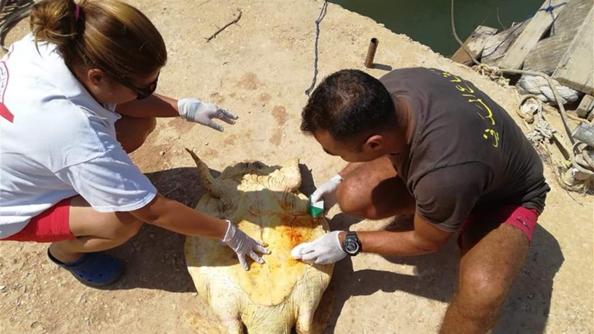 انقاذ سلحفاة علقت داخل شفاط معمل الجية (صور)