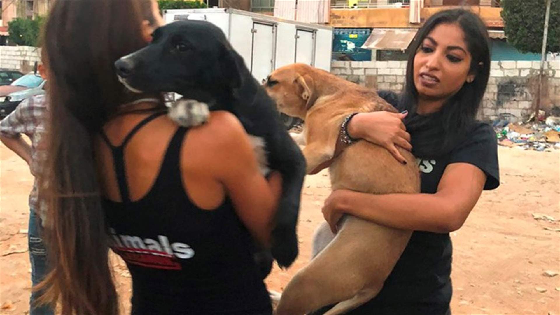 بلدية بيروت وAnimals Lebanon تنقذان 17 كلبا... وفيديو يوثق مراحل عملية الانقاذ