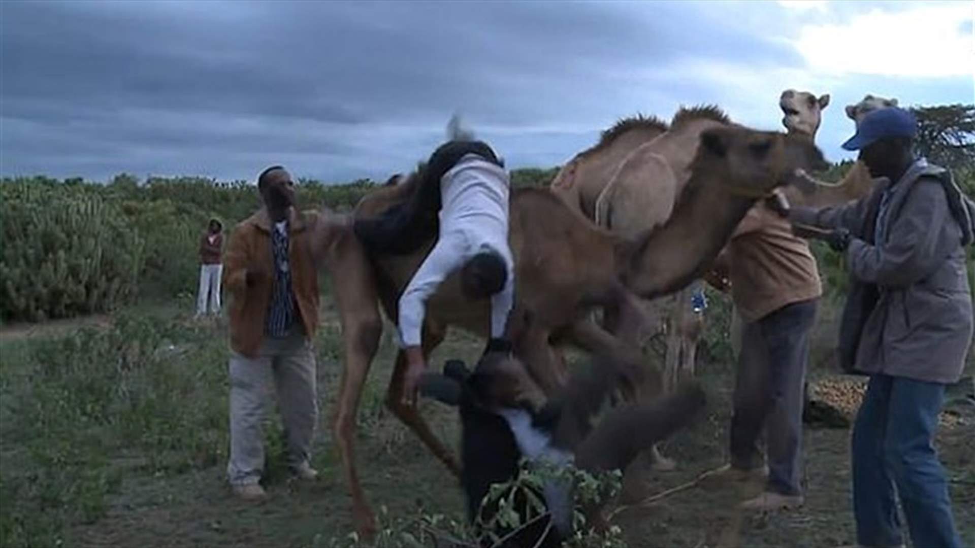 جمل غاضب يلقي بصحافي ومساعده عن ظهره... وفيديو يوثّق ما حصل!
