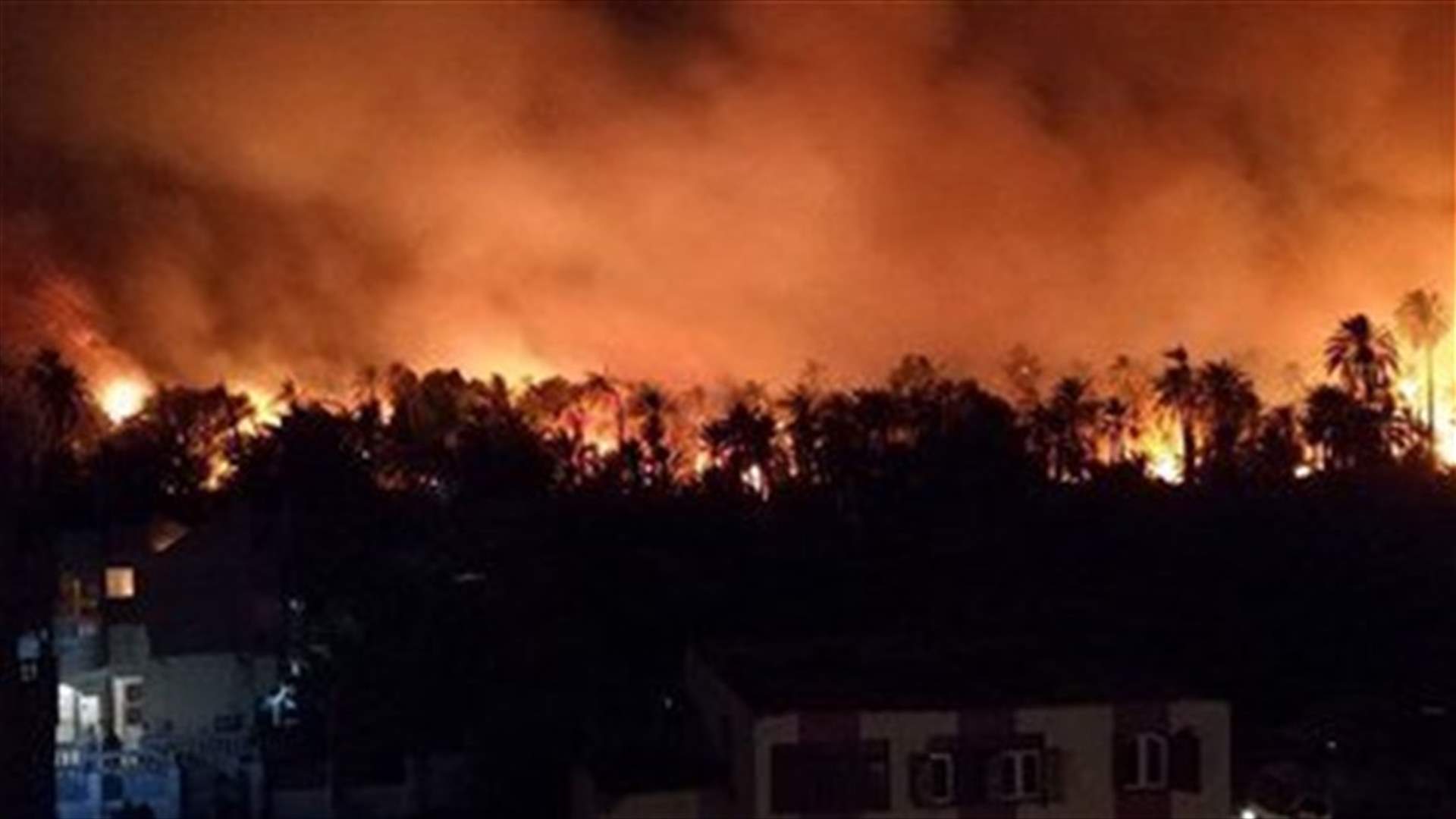 Fire hits palm plantation in Egypt's New Valley, 37 hurt -report