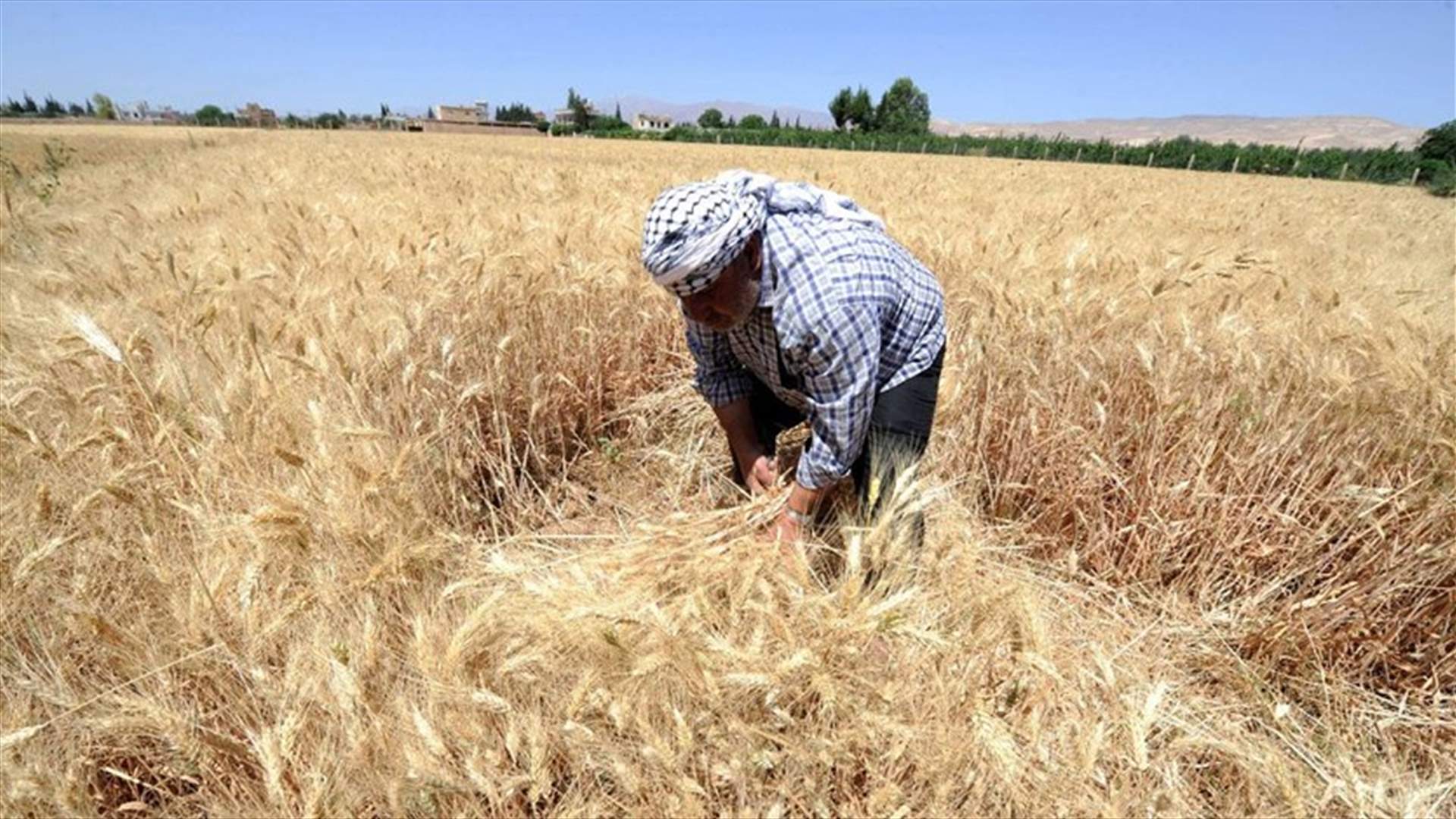 War and drought produce Syria's smallest wheat crop in 30 years -UN