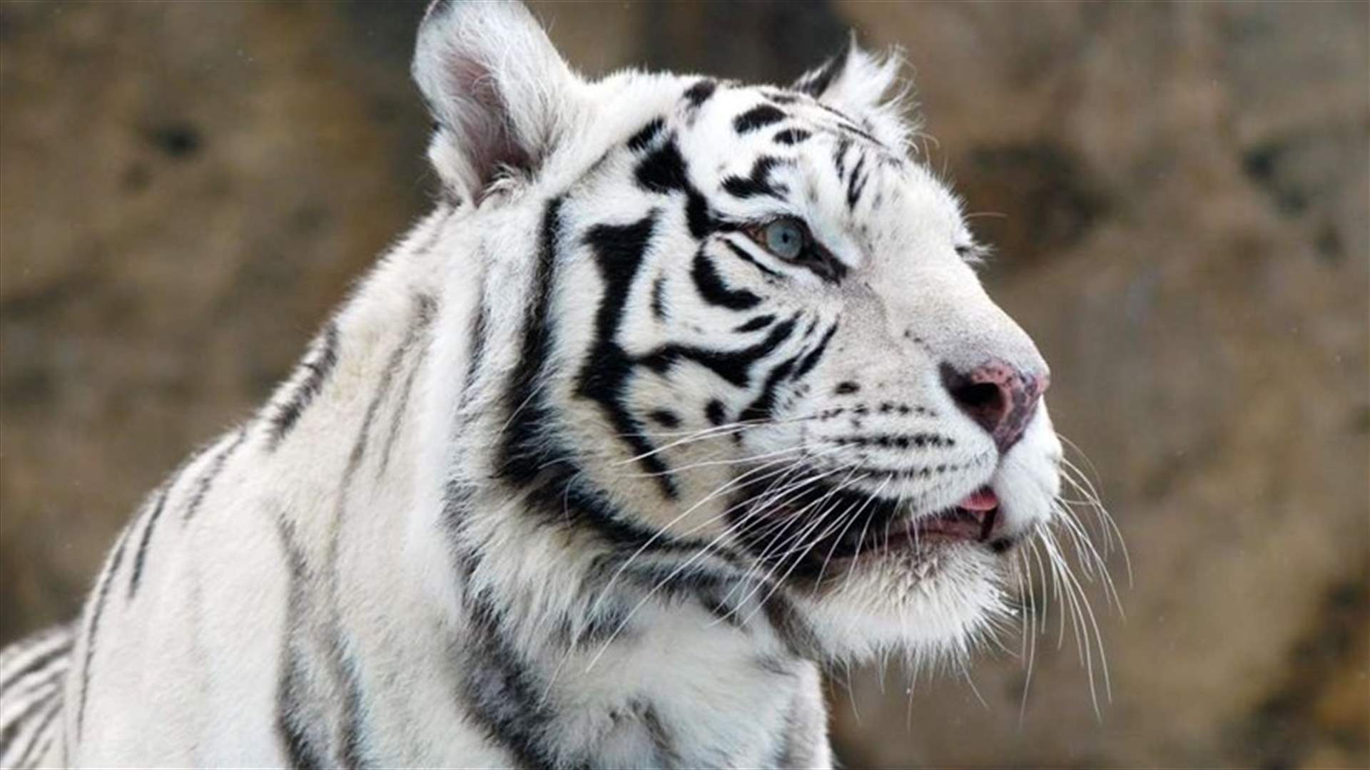 نمر أبيض ينهش حارسه ويقتله