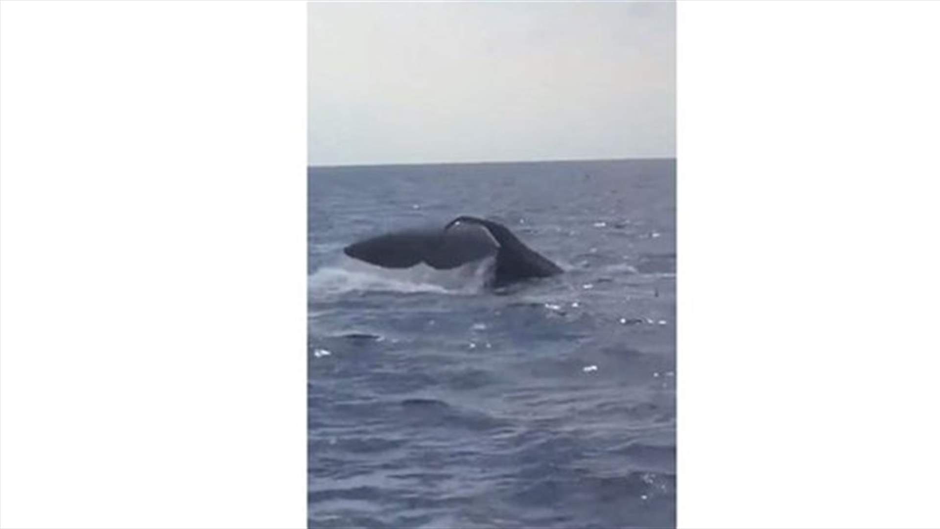 Whales spotted swimming off the coast of Batroun, Chekka – [VIDEO]