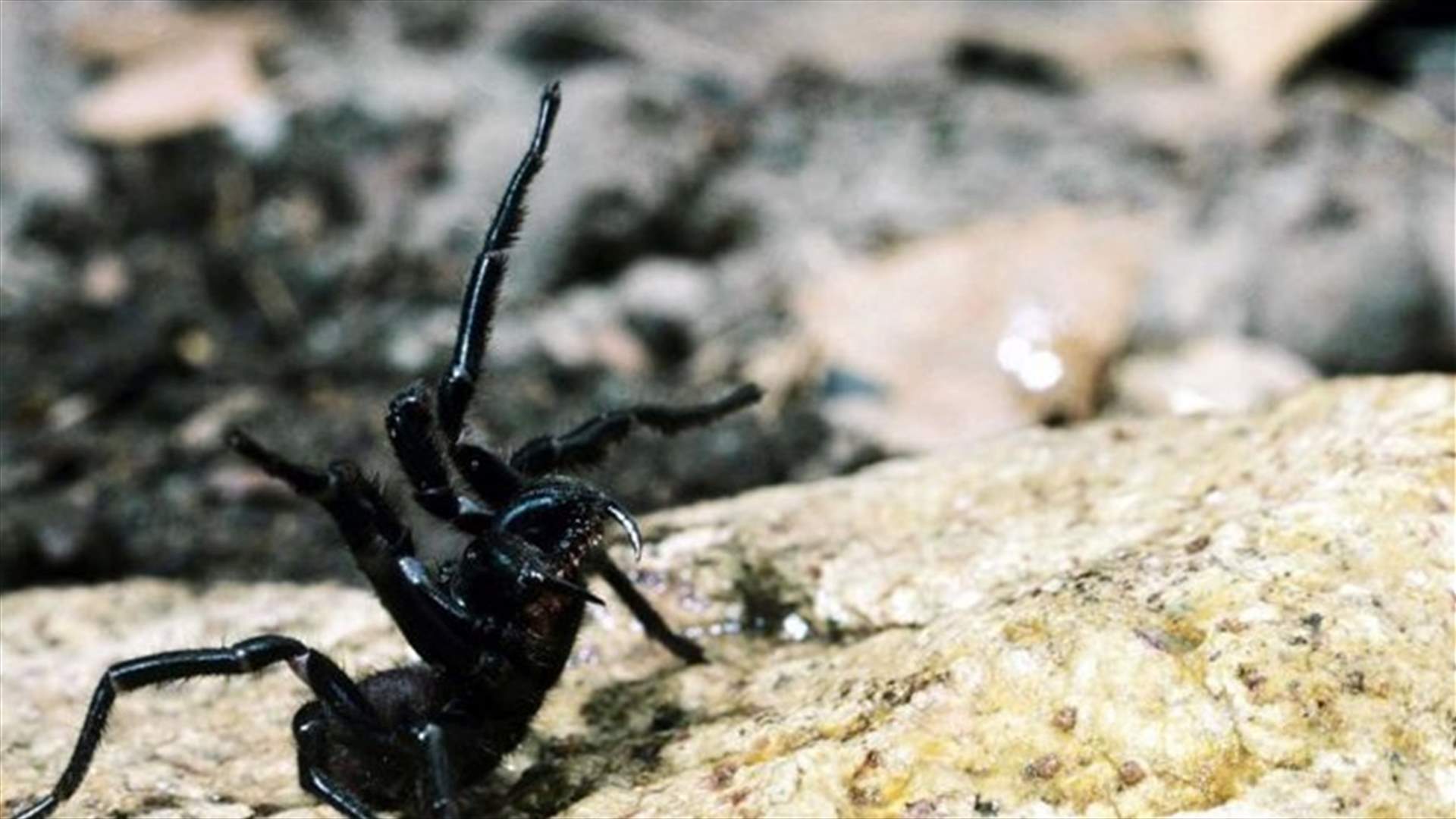 سم هذه العناكب يعالج أحد أخطر أنواع السرطان