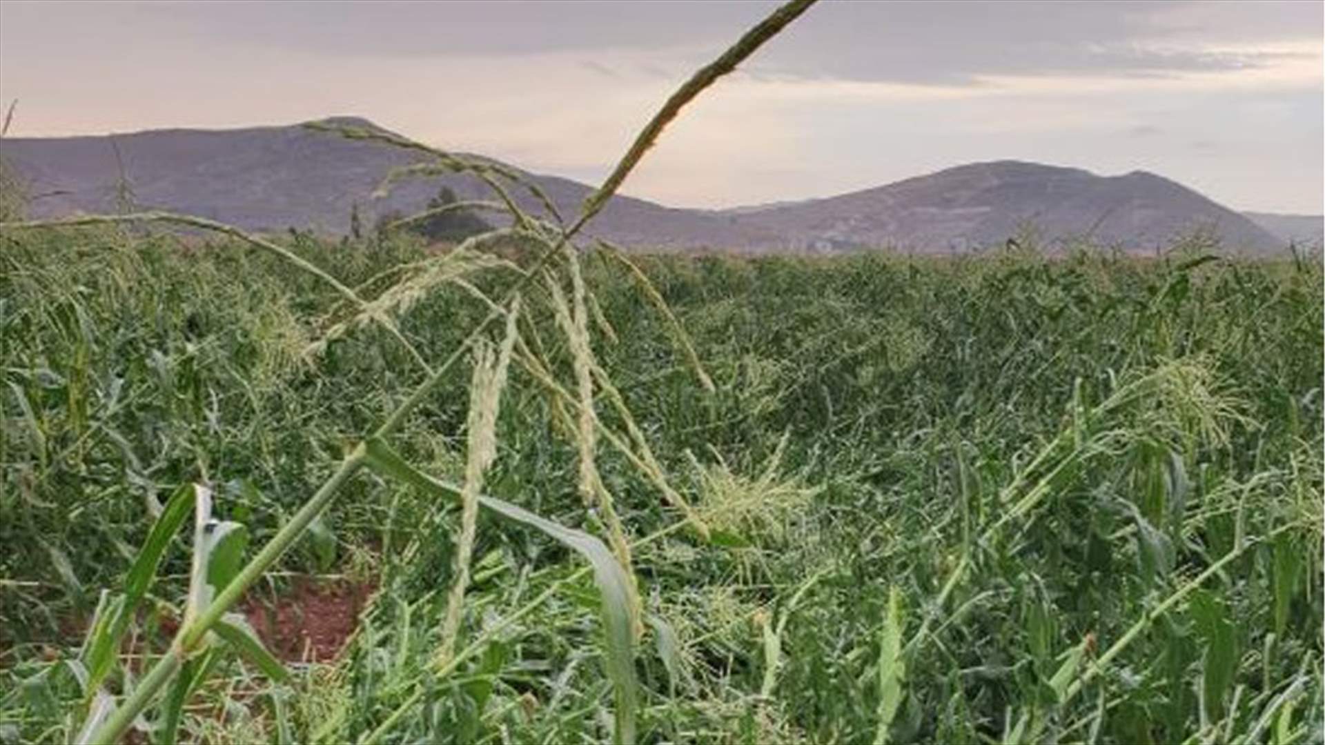 أضرار في المزروعات ببلدة كامد اللوز البقاعية نتيجة السيول والأمطار