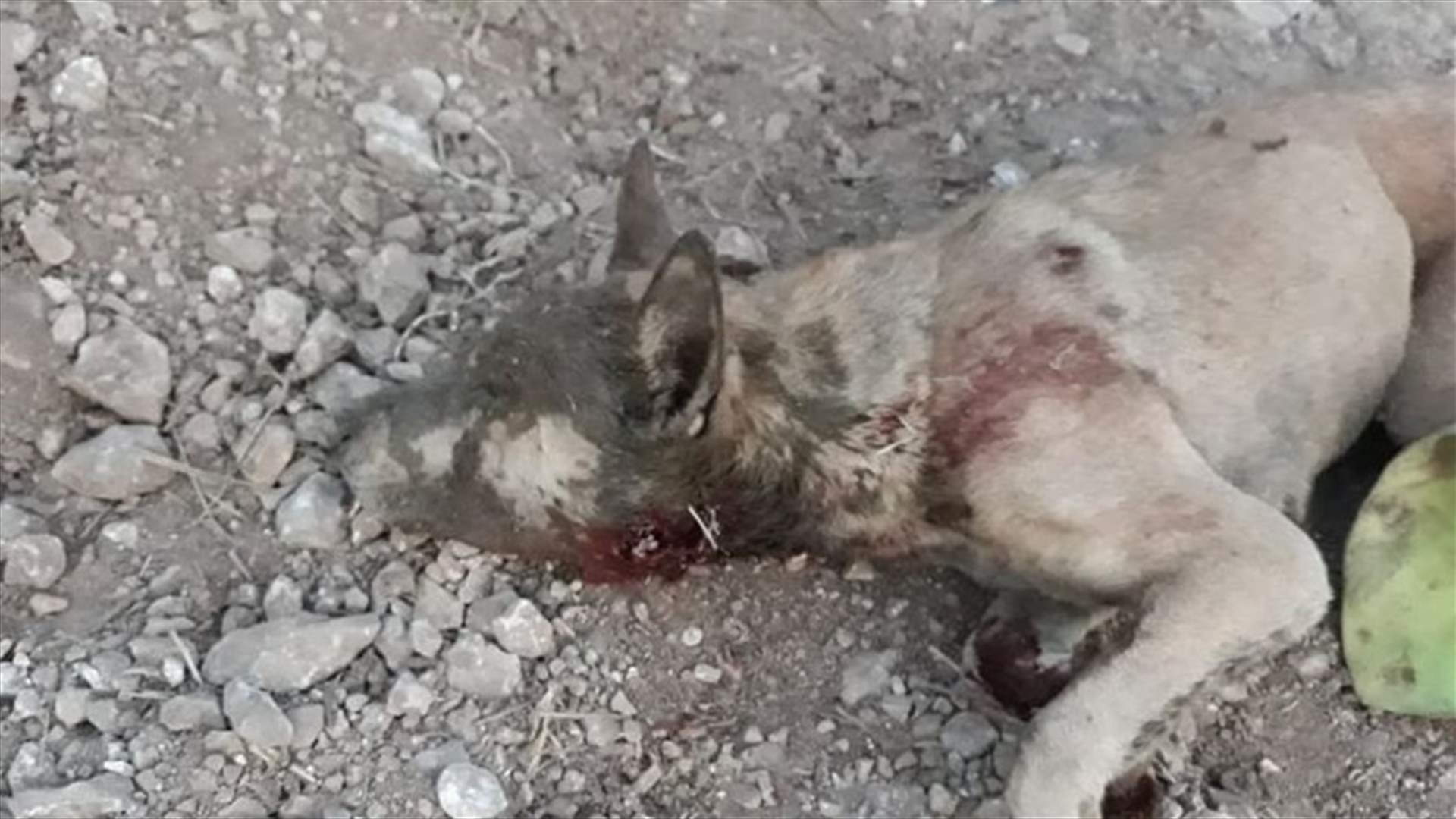 كلب شارد يهاجم ابنة الـ 4 سنوات وشاب في جبشيت (صورة)