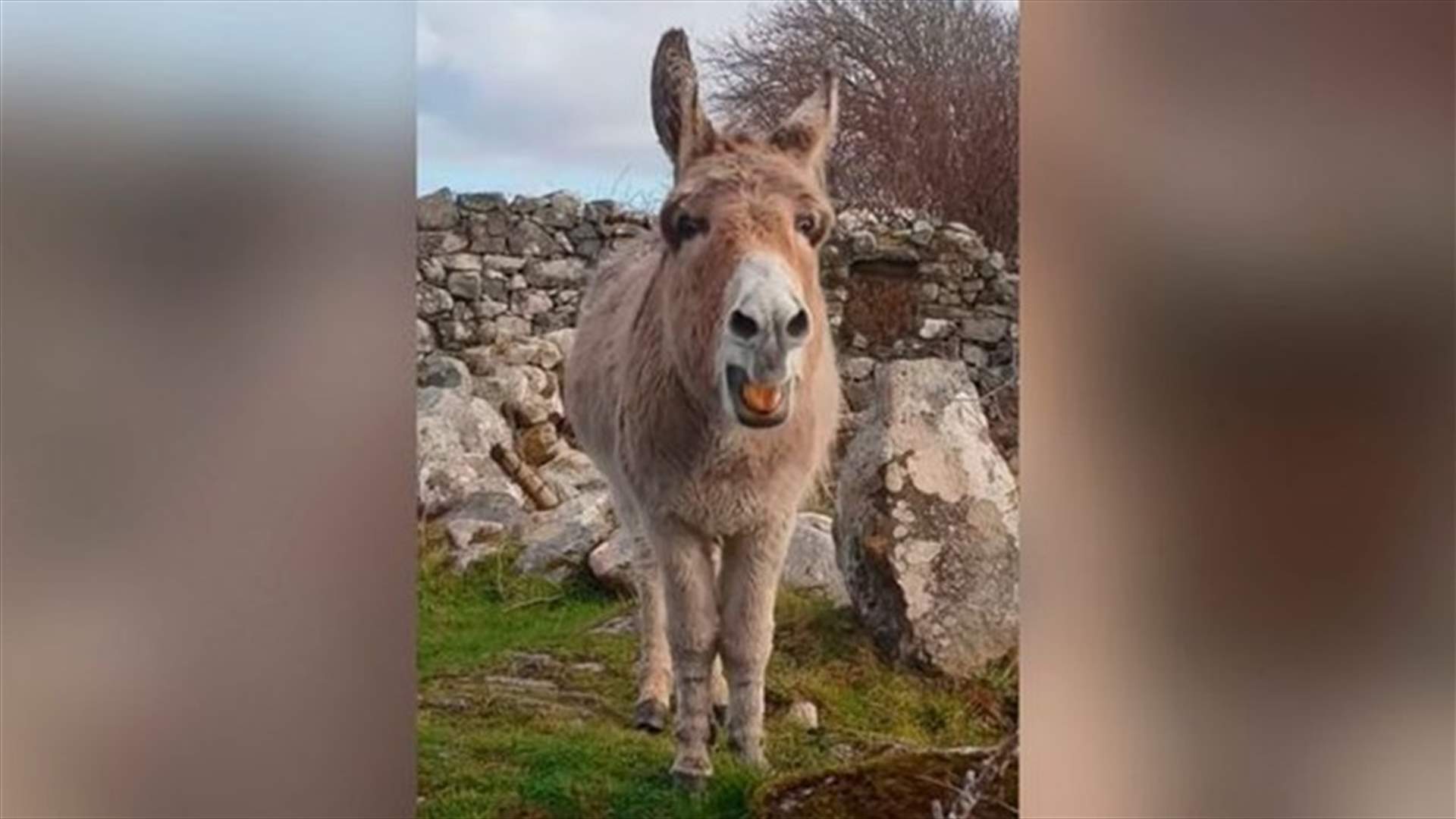 حمار يطلق نهيقه بصوتٍ "أوبرالي"
