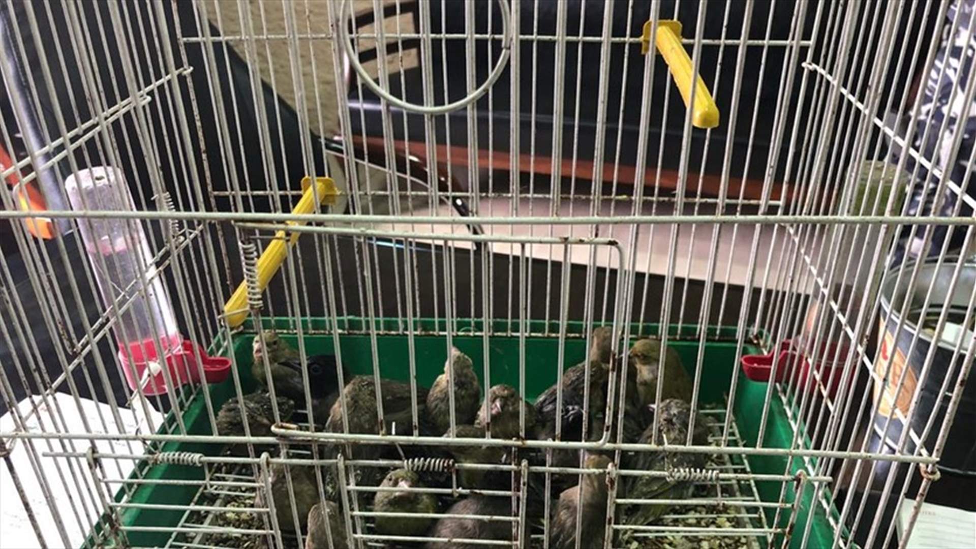 بعد شكوى عن قيامه ببيع طيور برية ونادرة... هذا ما قامت به فصيلة الأوزاعي