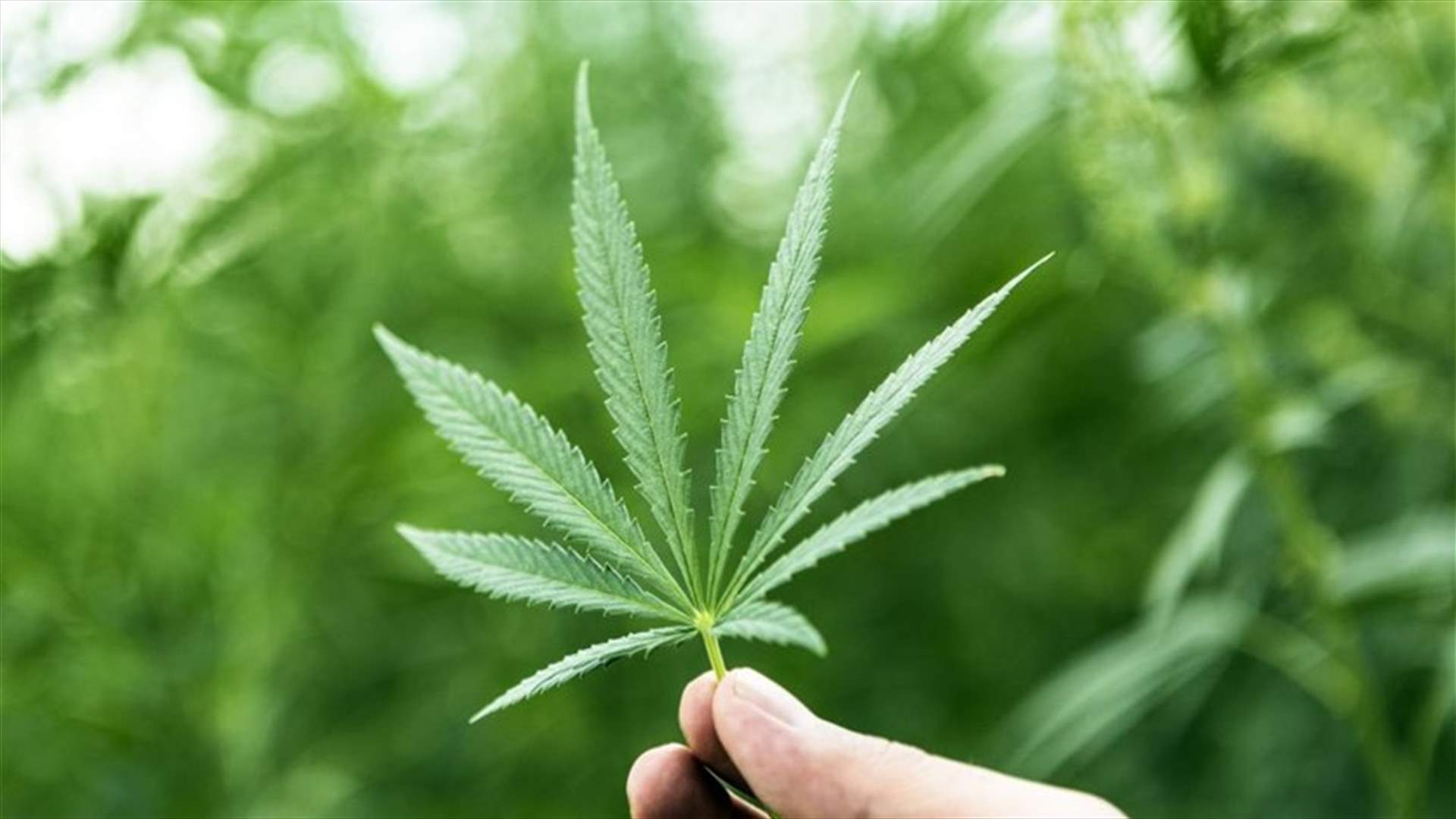 كيف يؤثر تدخين الماريجوانا على ذكاء المراهقين؟