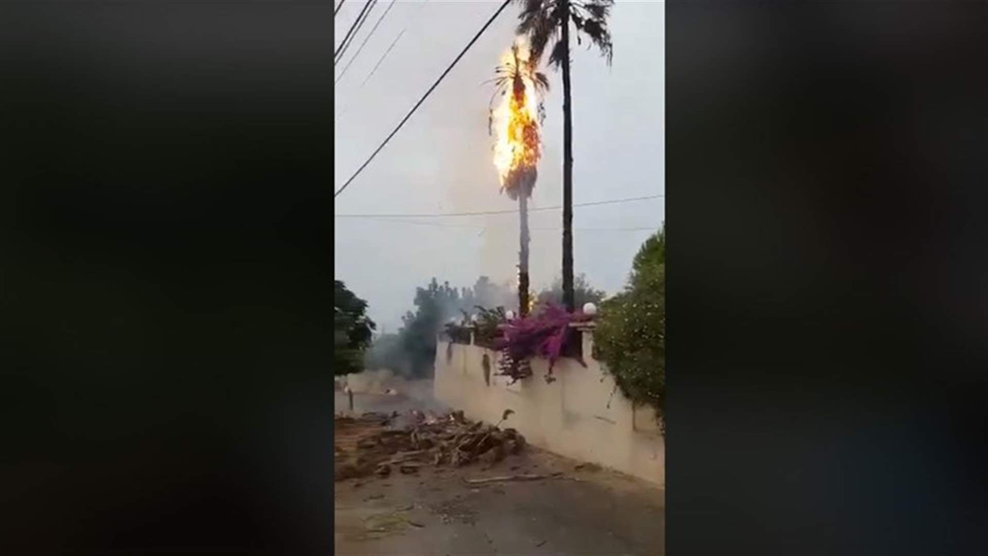 صاعقة تضرب شجرة وتحرقها في القليلة الجنوبية (فيديو)