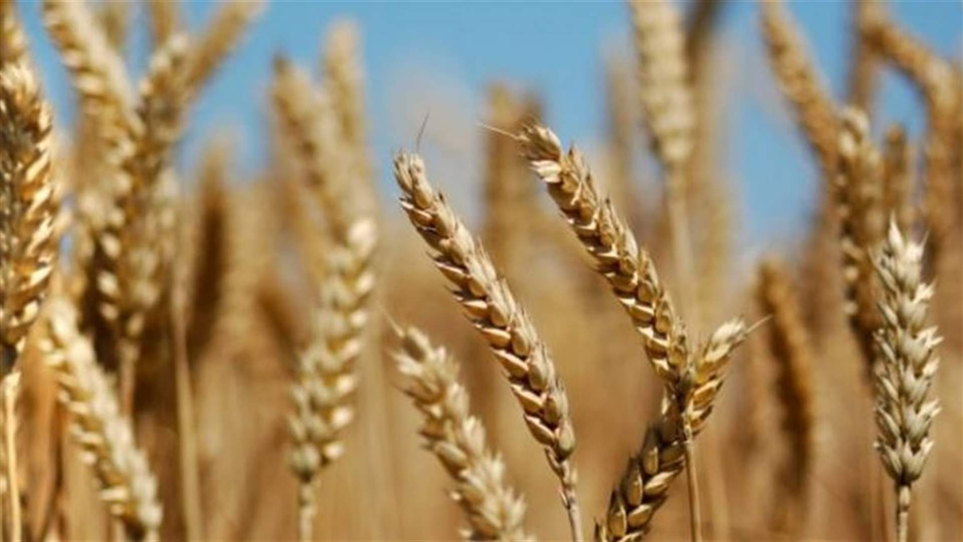 50 ألف طن من القمح لليمن