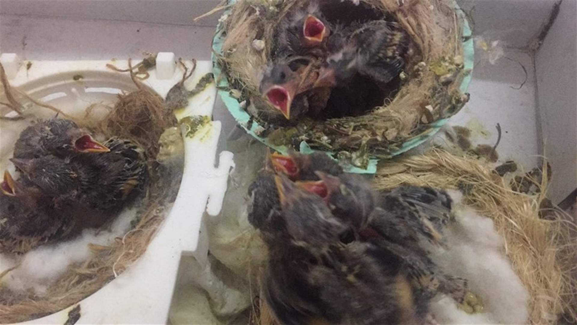 فراخ الحسون تعود إلى الطبيعة بمساعدة قوى الامن (صورة)