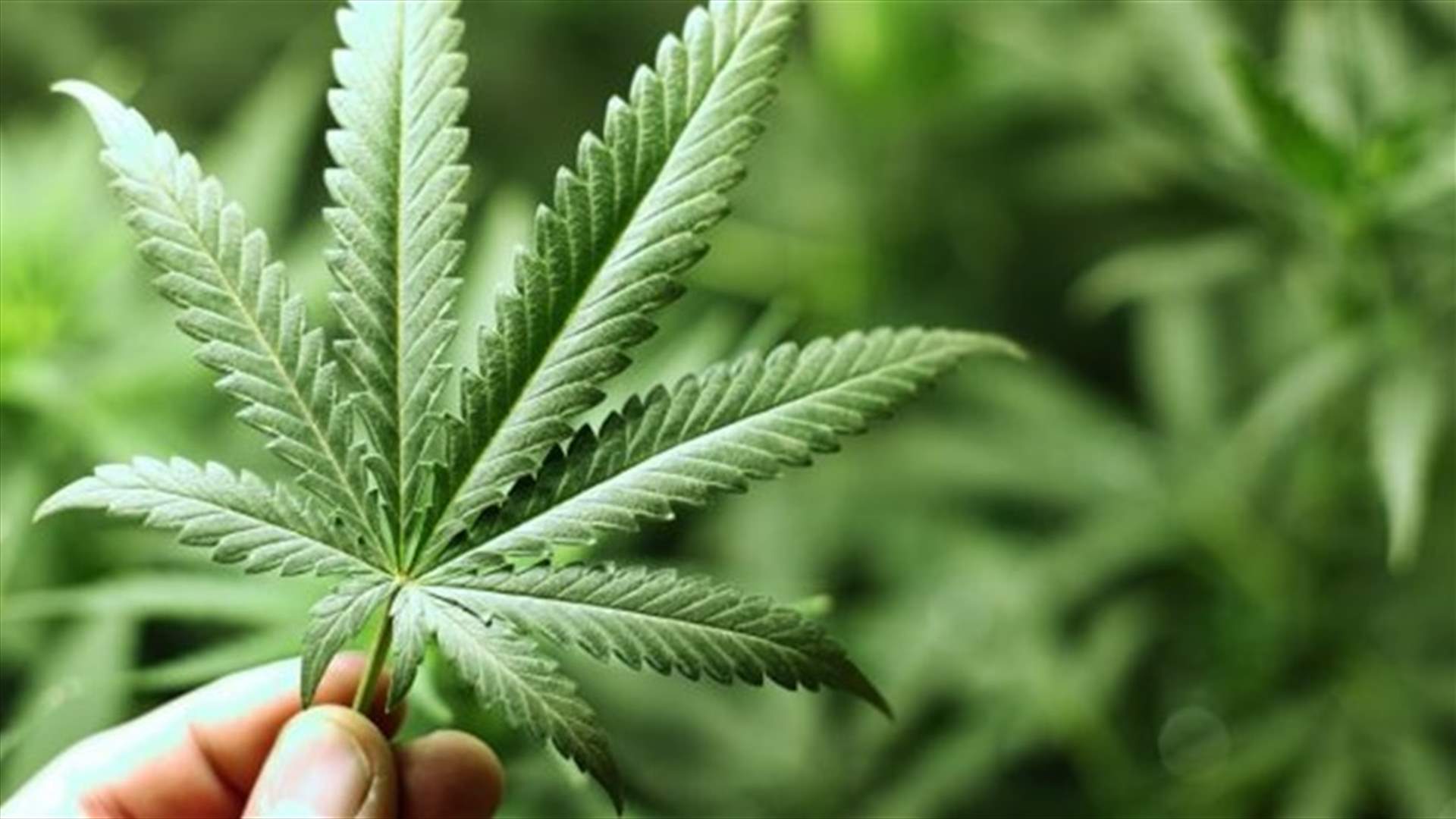 تشريع زراعة القنب من وجهة نظر بعض الجمعيات الأهلية...