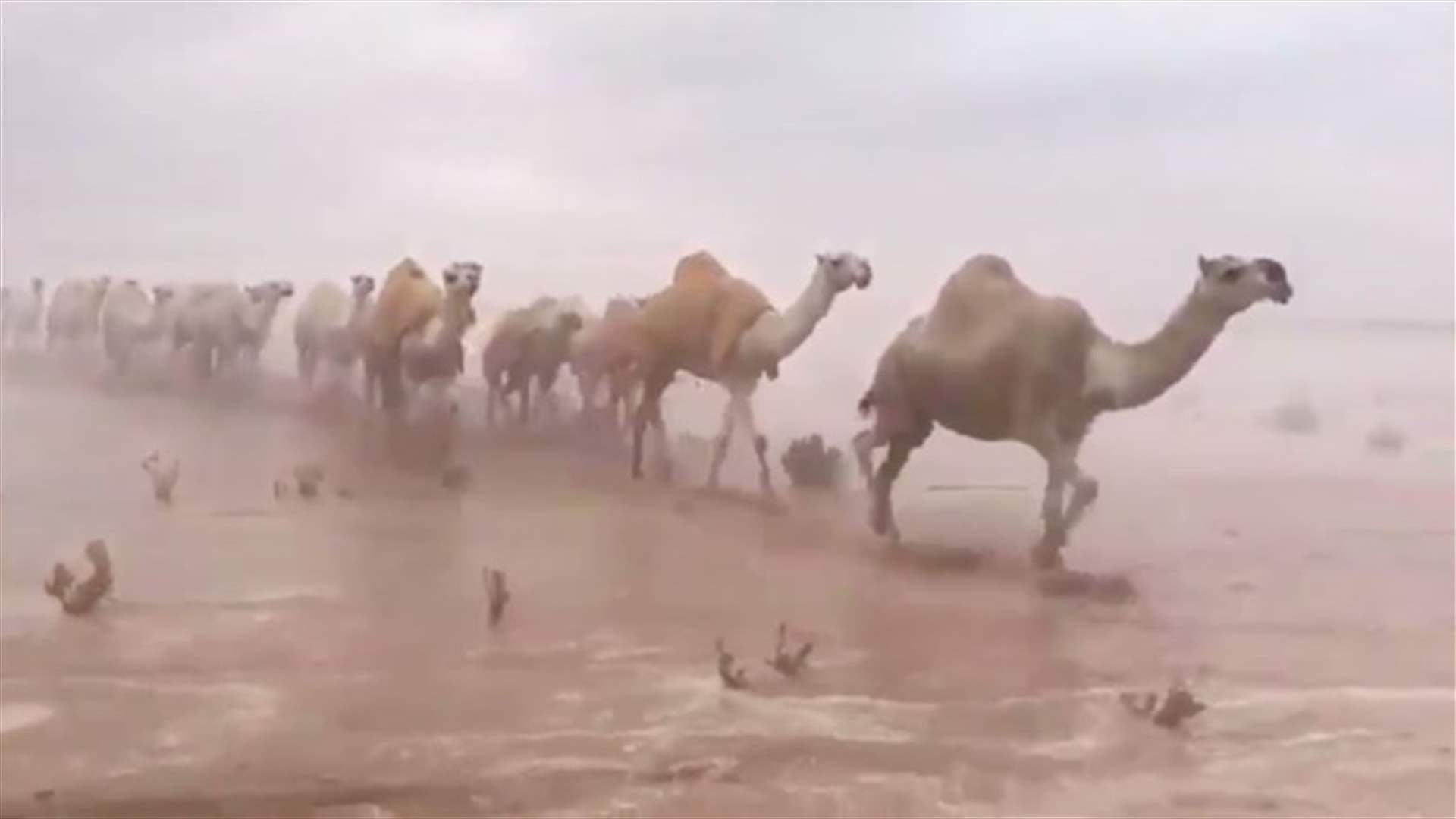 نتيجة الأمطار الغزيرة... صحراء السعودية كما لم تروها من قبل (فيديو)