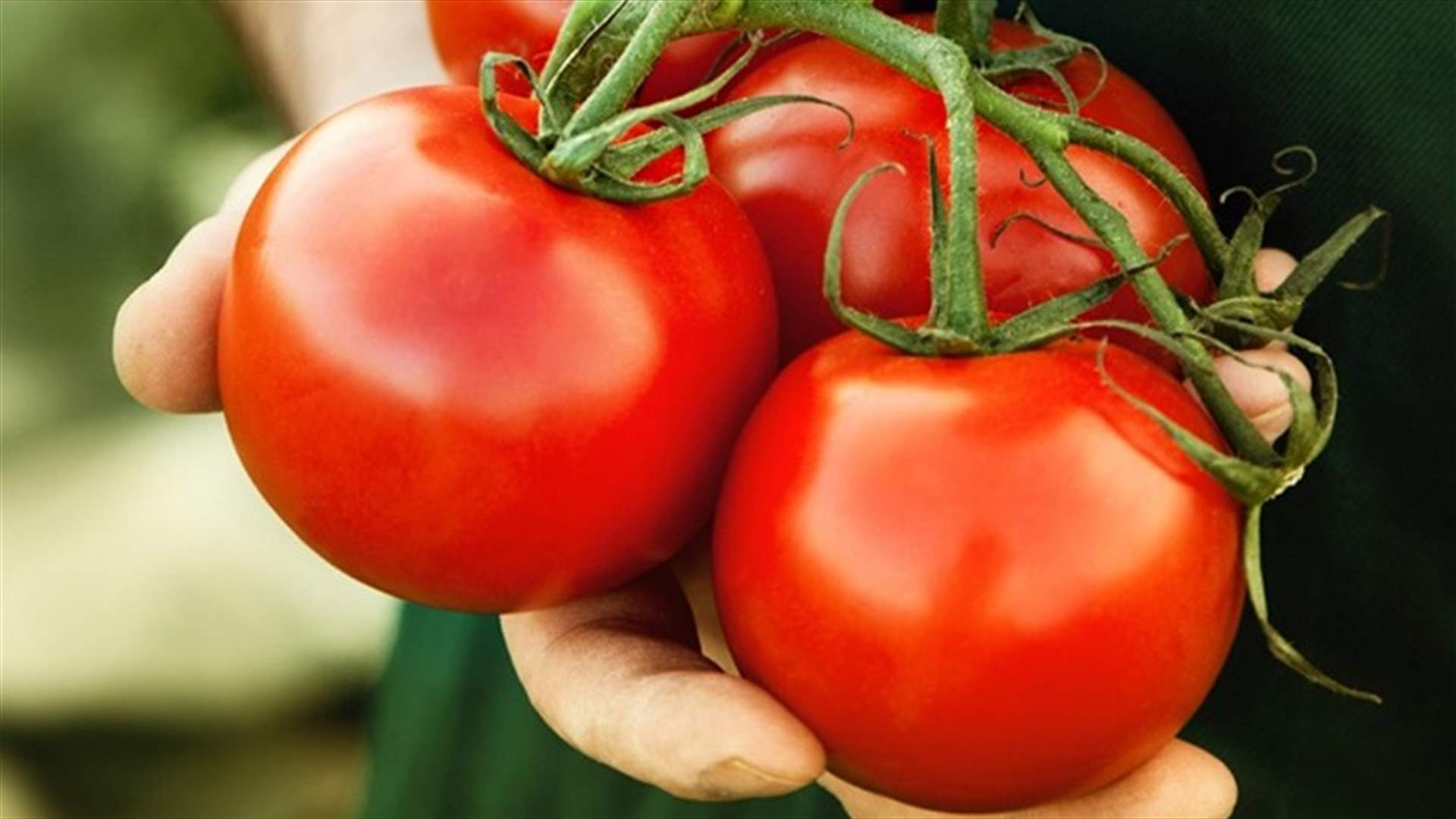 معلومات تاريخية لا تعرفونها عن البندورة... هذه النبتة من عائلة الفاكهة أم الخضار؟