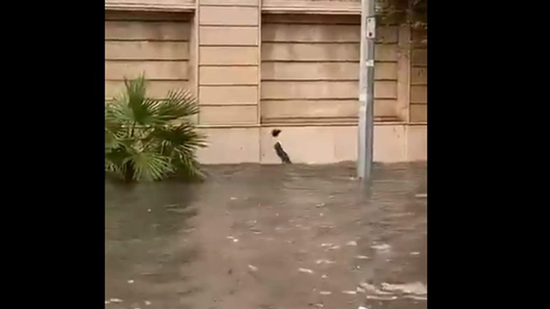 هرّة تنجو من الغرق في السيول (فيديو)