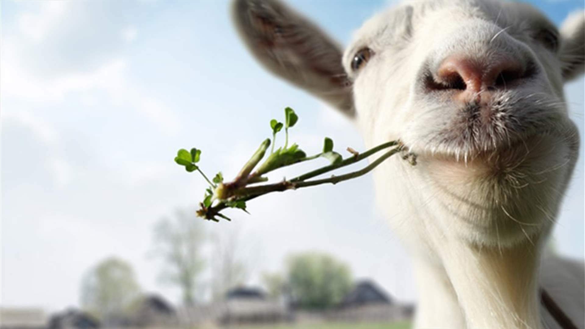 ماعز تأكل 20 ألف يورو من صاحبها... فكيف انتقم؟