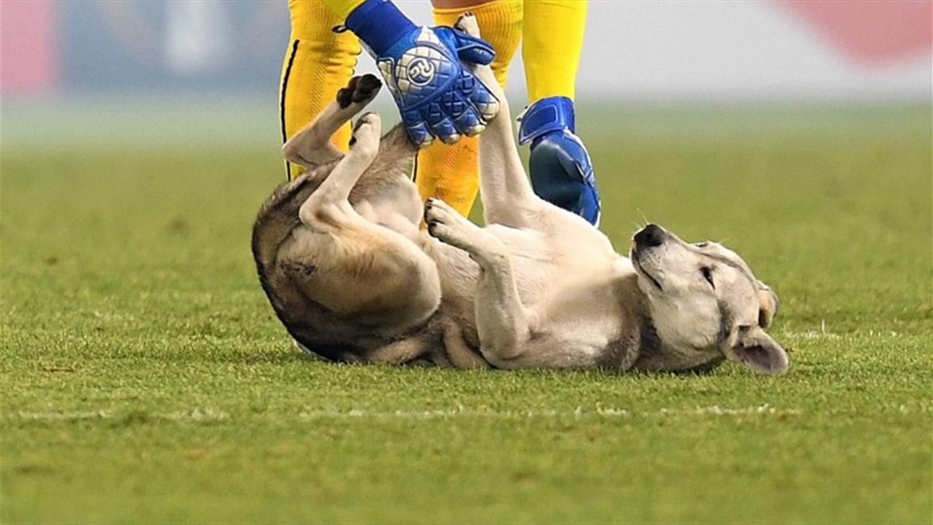كلب يتدخل في اللحظة الأخيرة ليحلّ مكان حارس المرمى (فيديو)