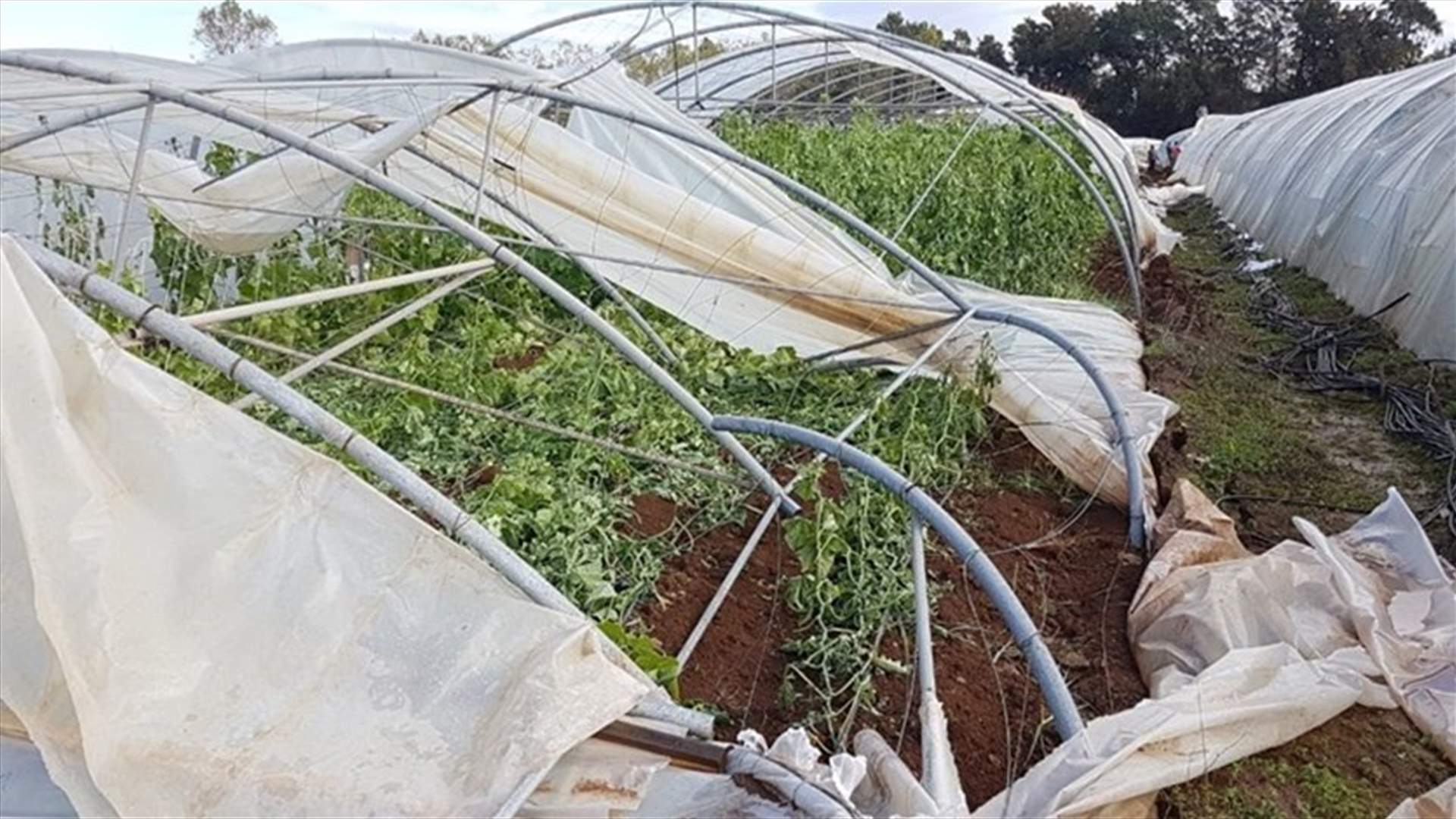 الطقس العاصف يتسبب باضرار في المواسم الزراعية في عكار... وبارتفاع منسوب الأنهر