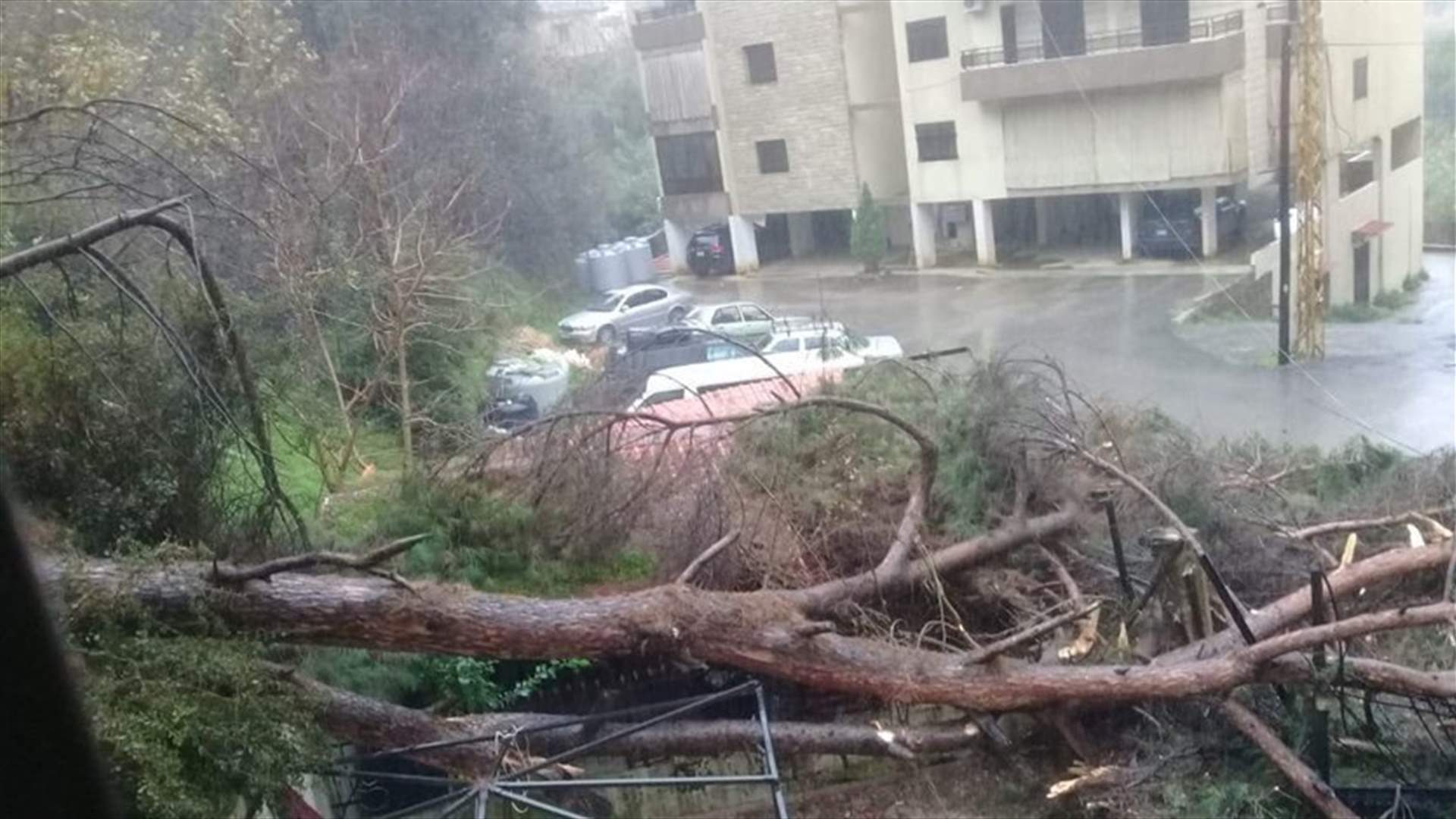 Huge trees uprooted due to heavy storm – [PHOTOS]