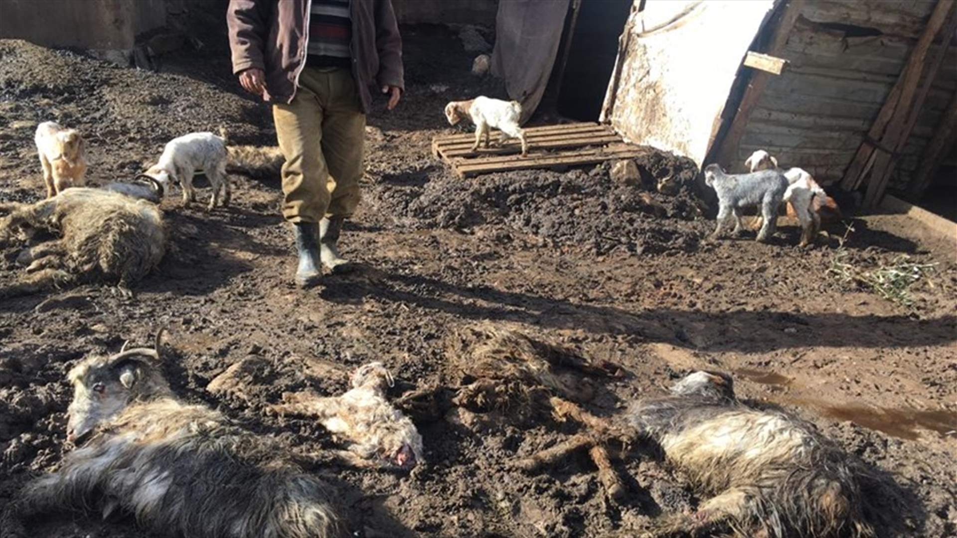 نفوق أكثر من 40 رأس غنم وماعز في الضنية بسبب الصقيع