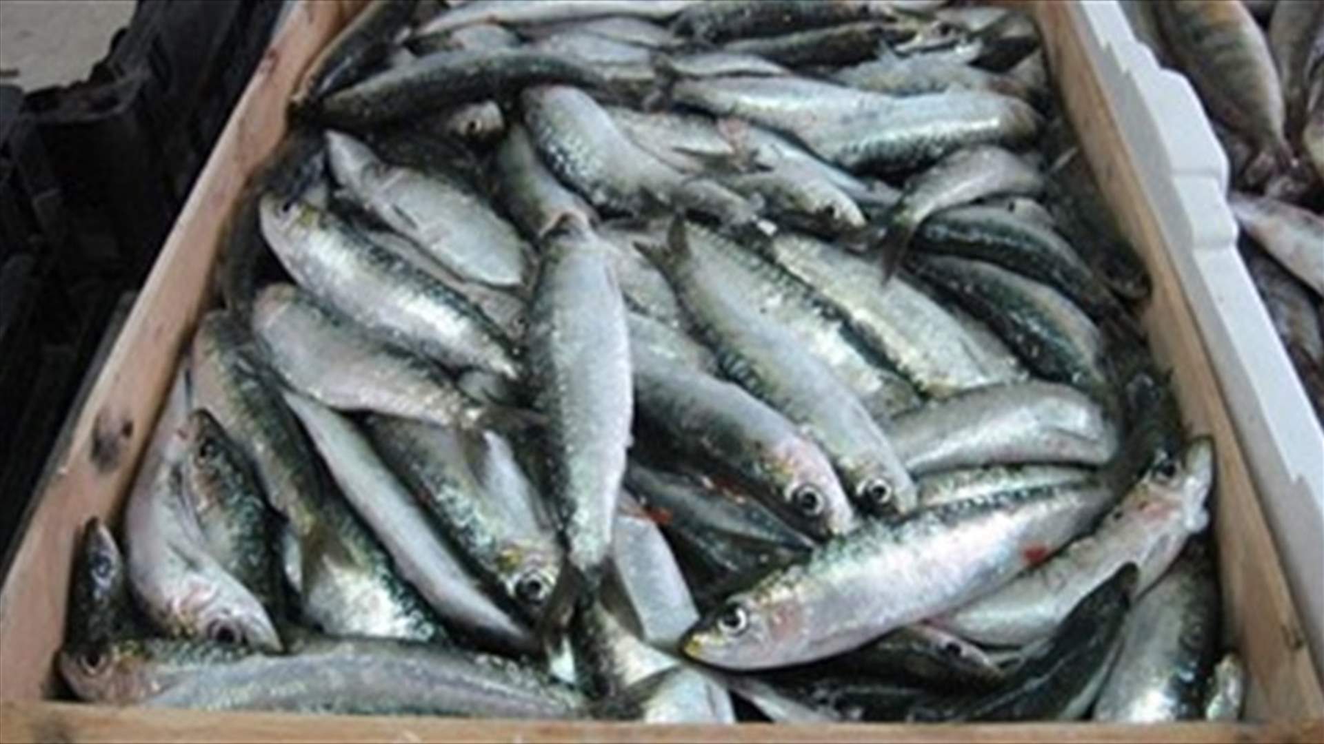ضبط 3 أطنان ونصف من الأسماك المنتهية الصلاحية في صور