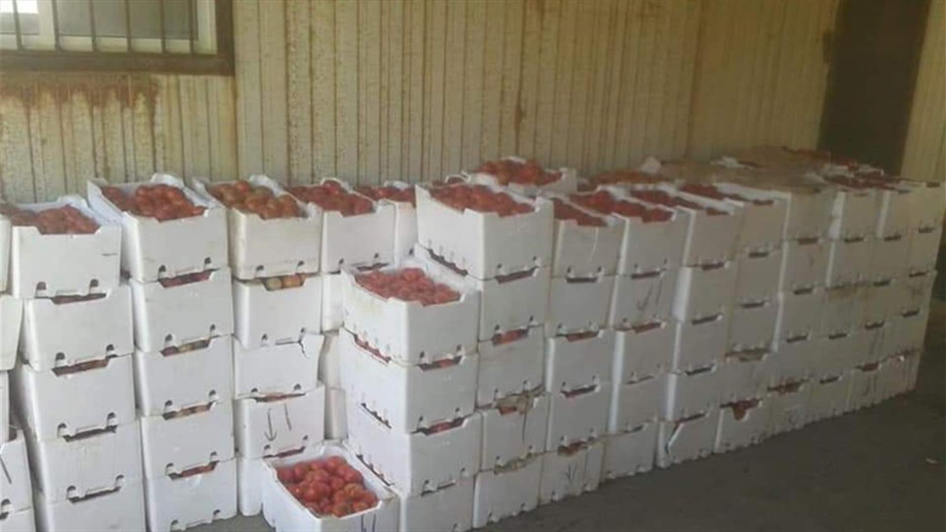 ضبط 23 طنا من الخضار المهربة من سوريا الى لبنان (صور)