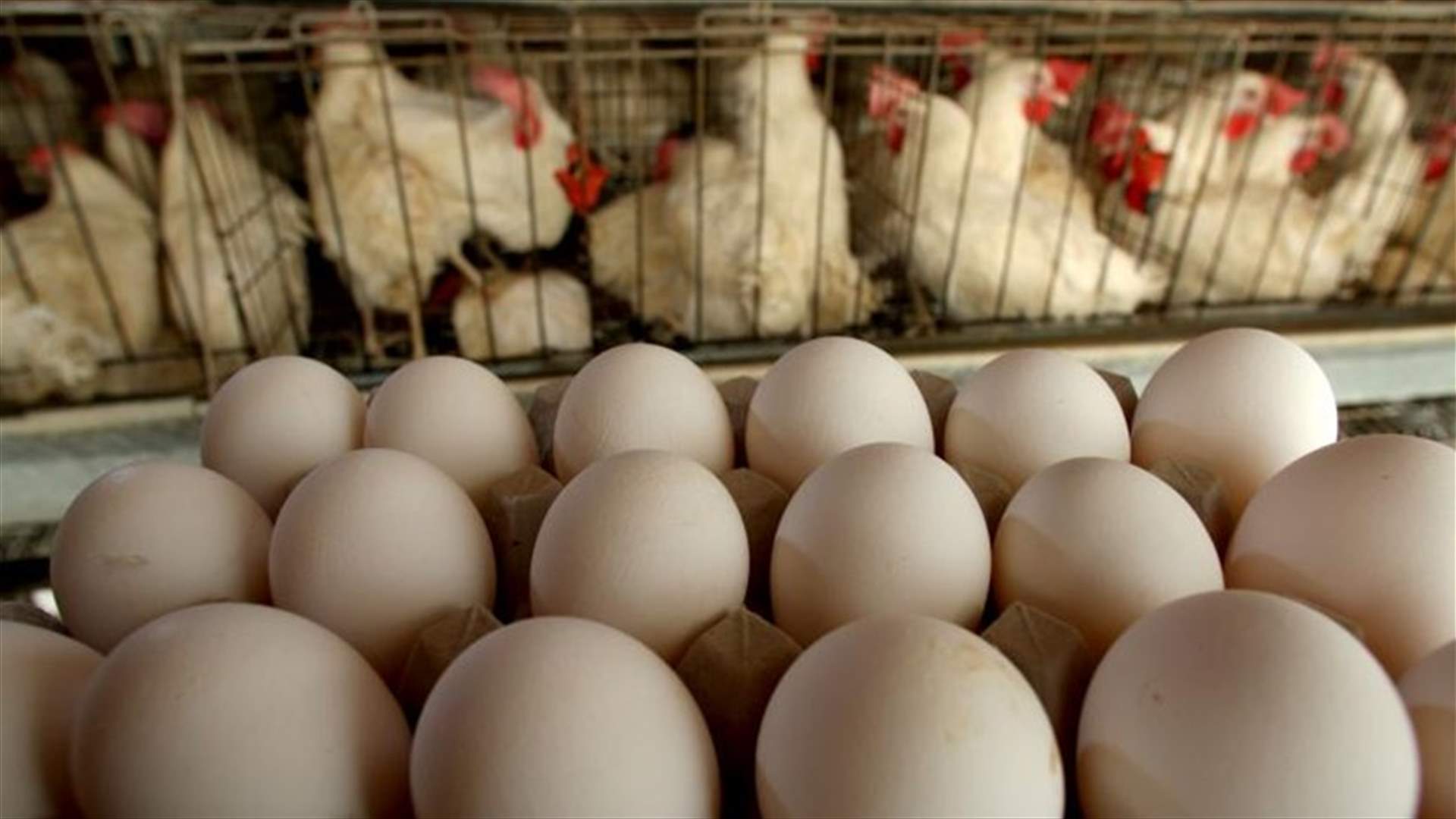 دجاج معدل جينياً لمقاومة الإنفلونزا