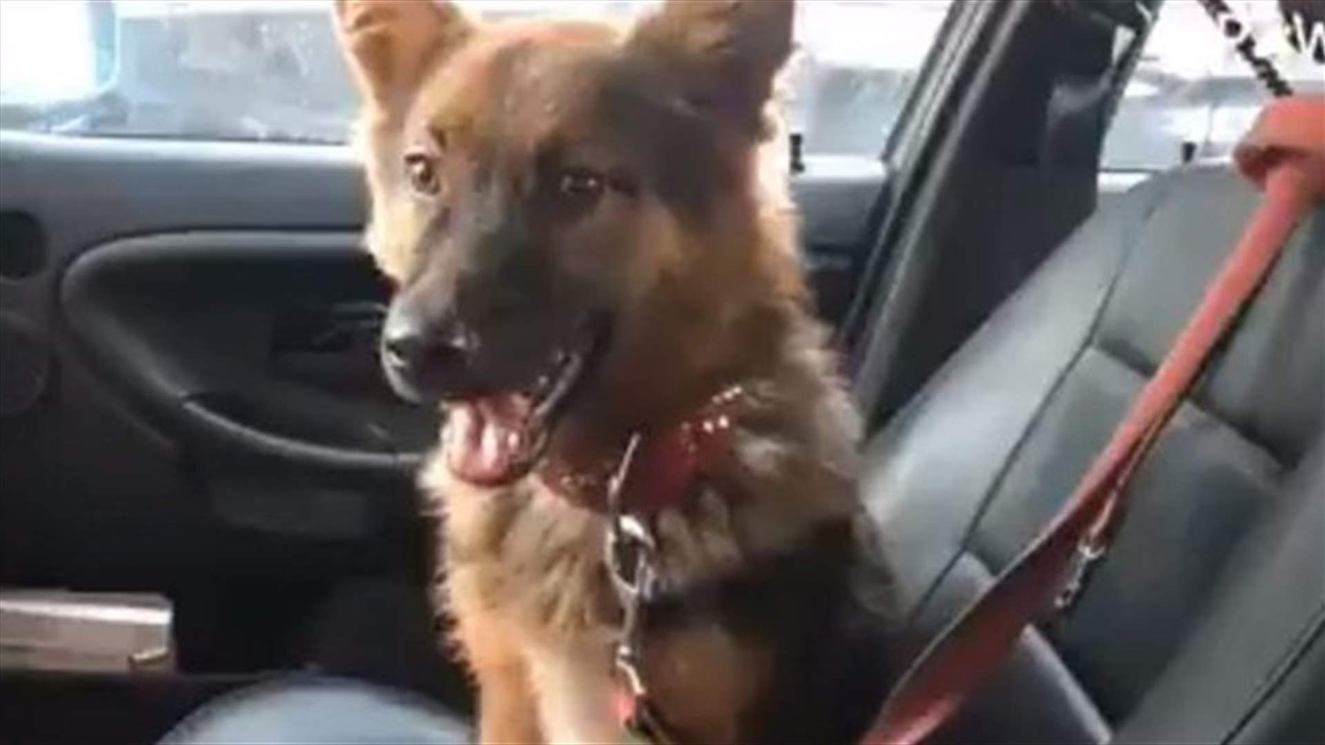 ISF frees dog locked in a wooden box - [VIDEO]