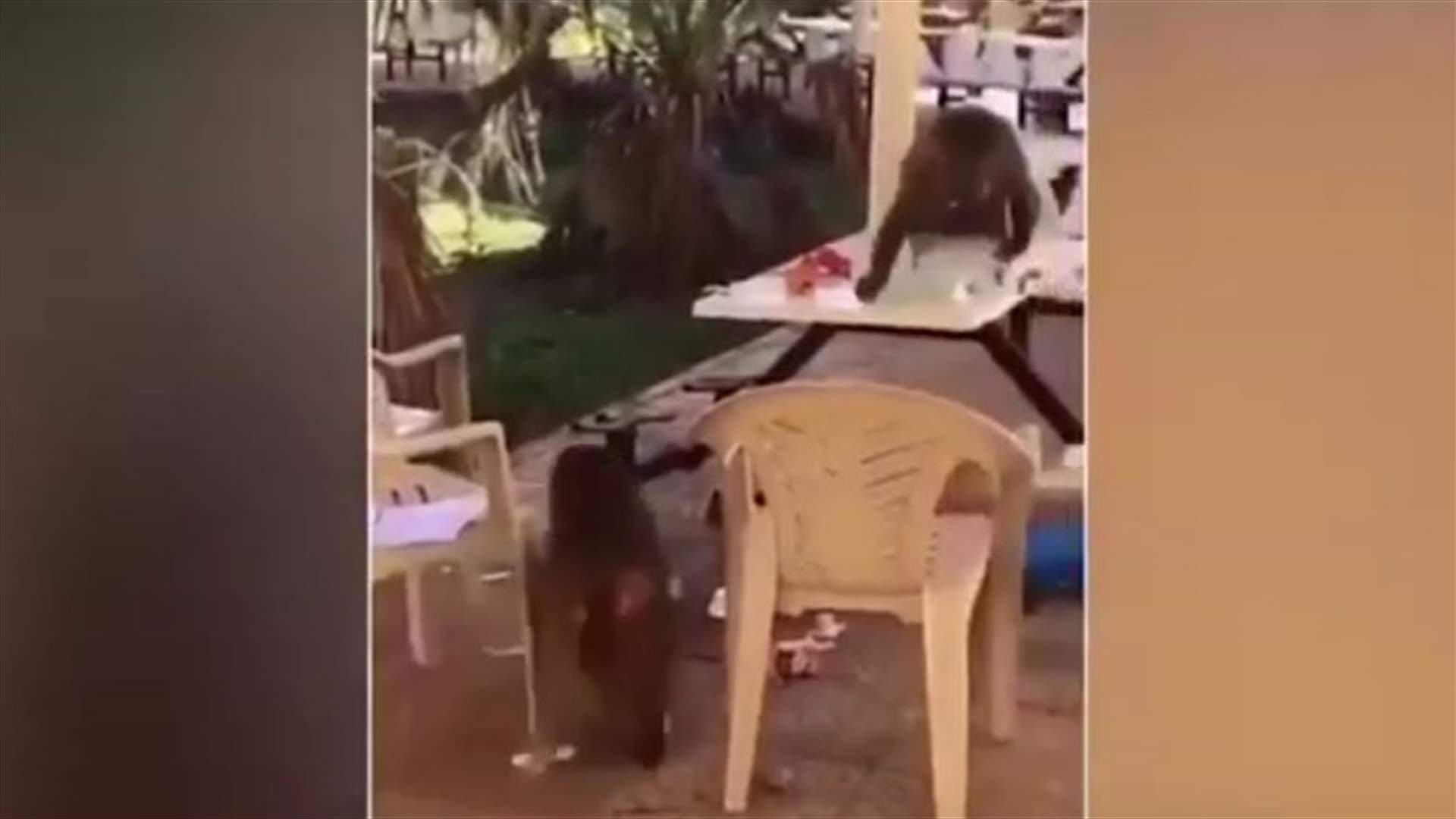 قرود جائعة تقتحم حرم جامعة في السعودية (فيديو)