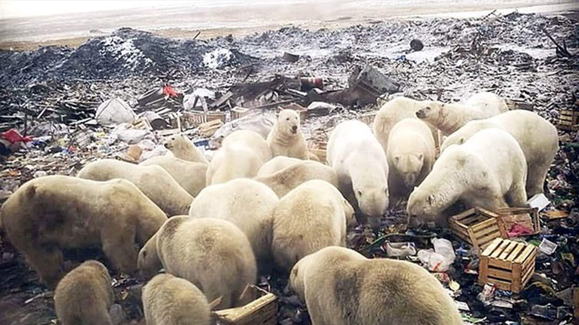 دبب قطبية تغزو مدينة روسية وتحاصر السكان (فيديو)