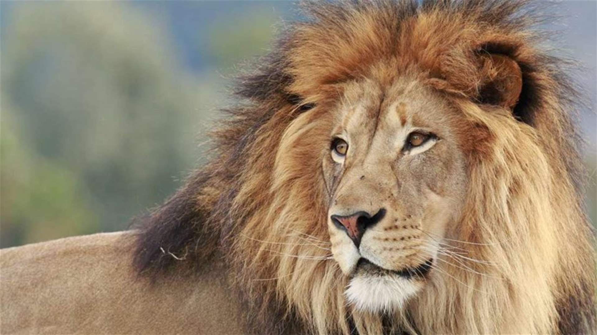 أسد يهاجم إعلامية في مبنى الإذاعة والتلفزيون المصري (صور)