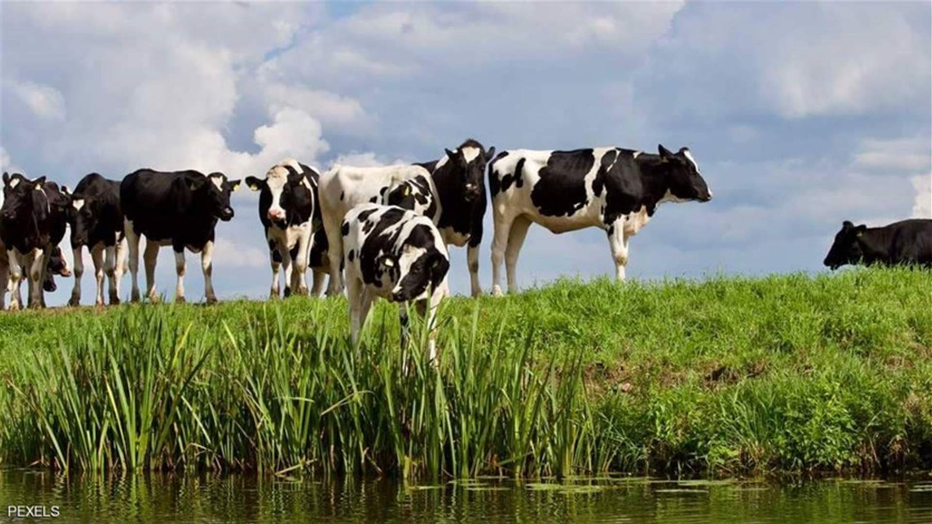 الماشية والمضادات الحيوية... الأزمة مستمرة في 45 دولة