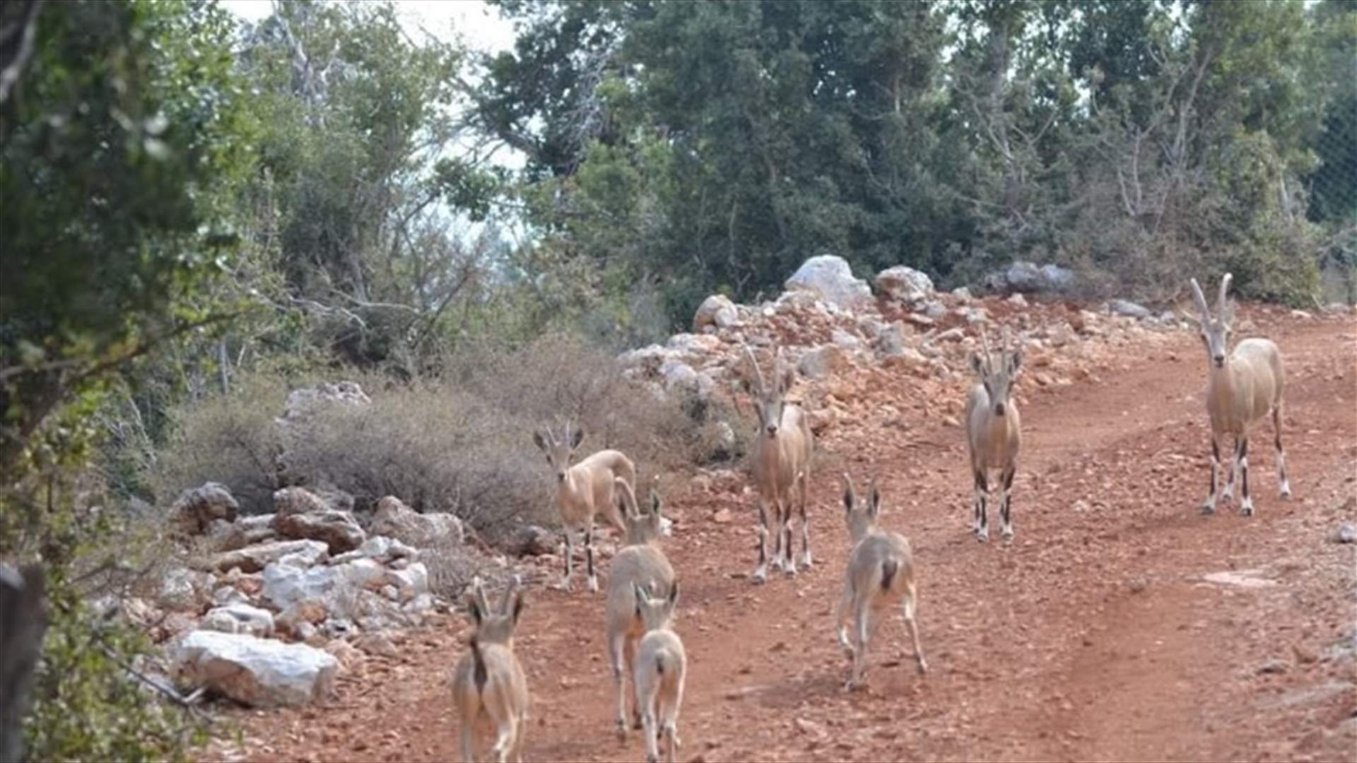 وعل الجبل مجددًا إلى لبنان.. تعاون بين الهيئة السعودية للحياة الفطرية و محمية أرز الشوف