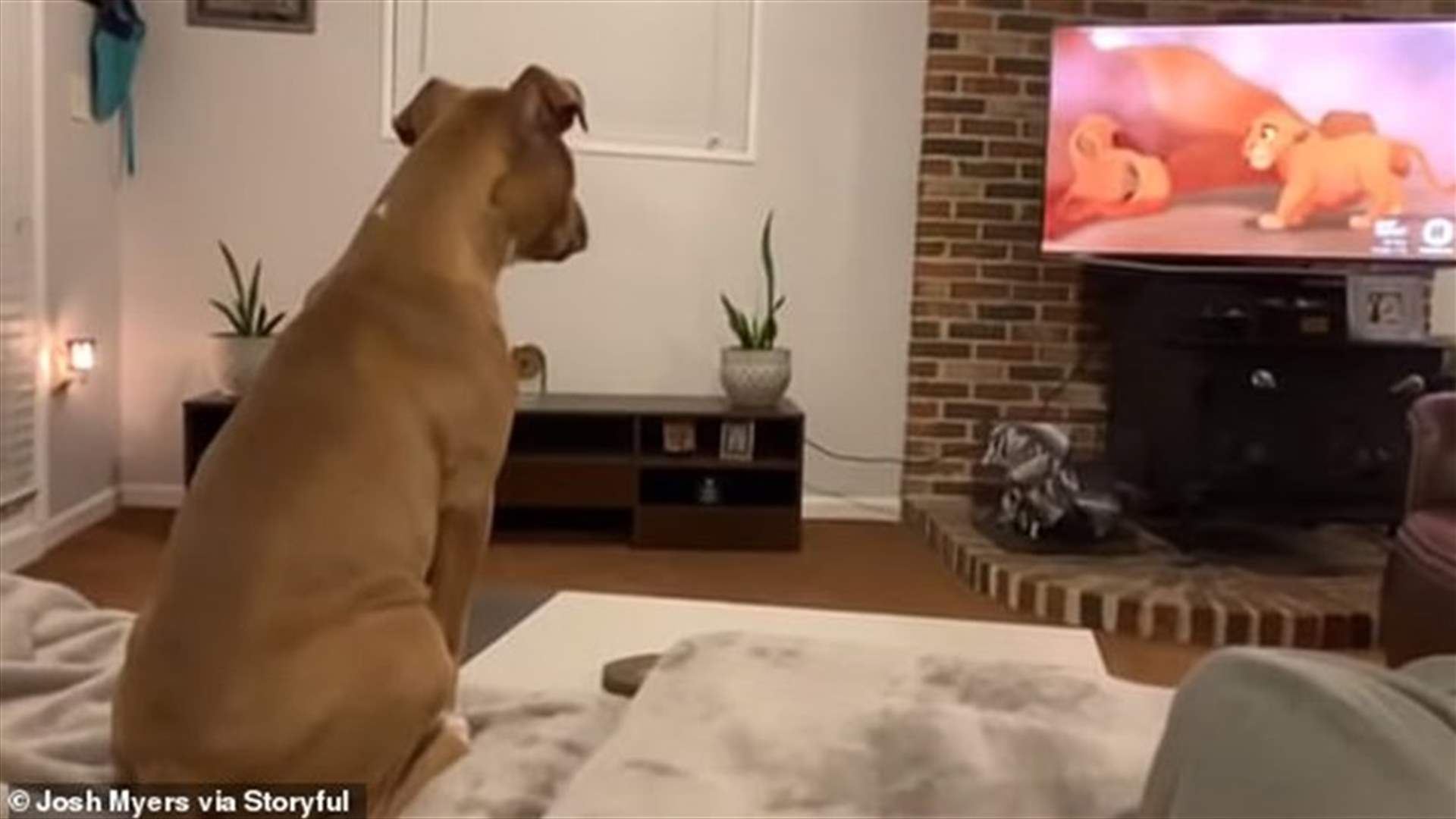 كلبة تبكي بحرقة أثناء مشاهدة فيلم The Lion King (فيديو)