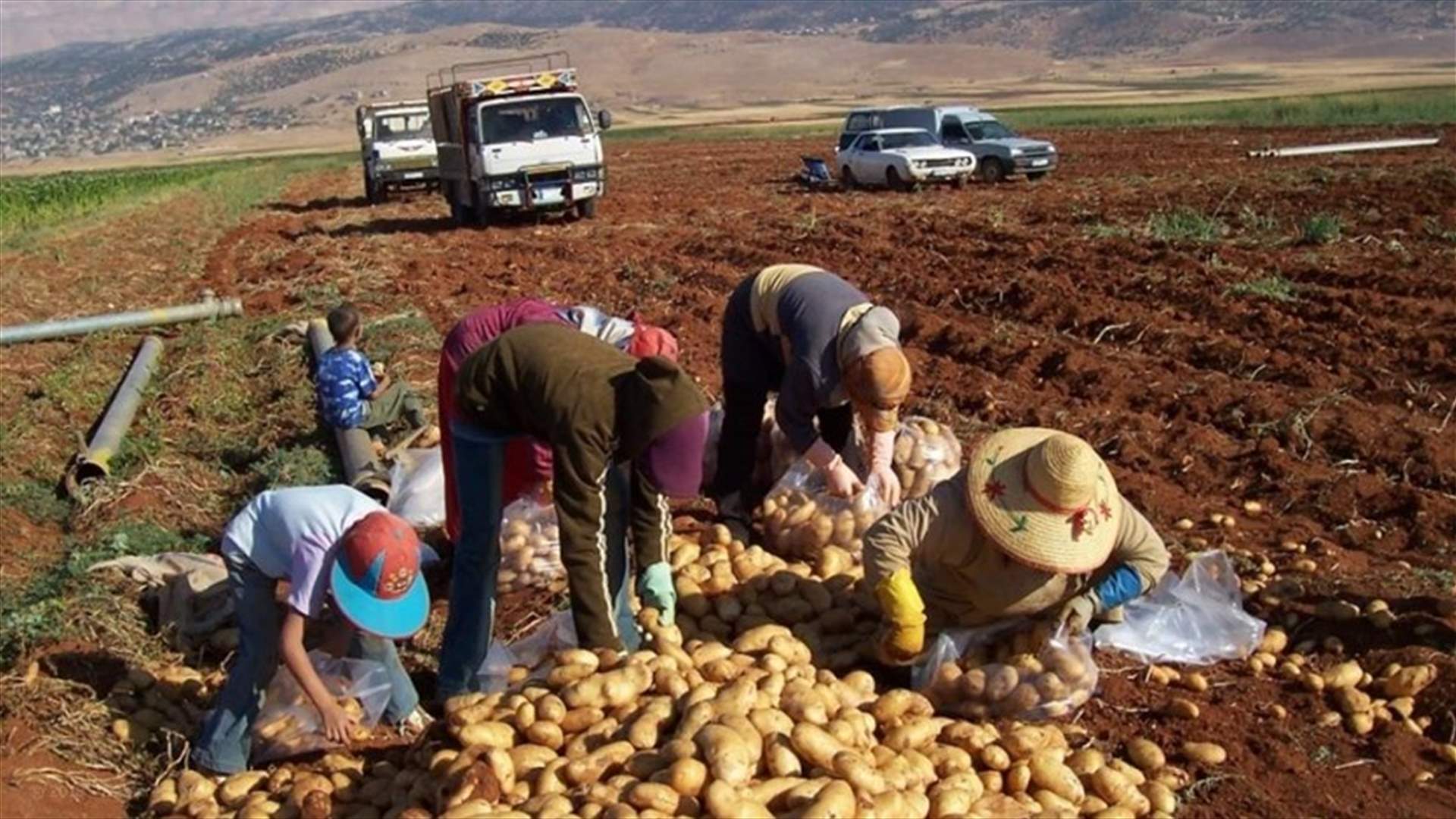 تجمع مزارعي البقاع طالب وزير الزراعة بخطة عمل لانقاذ القطاع من التدهور
