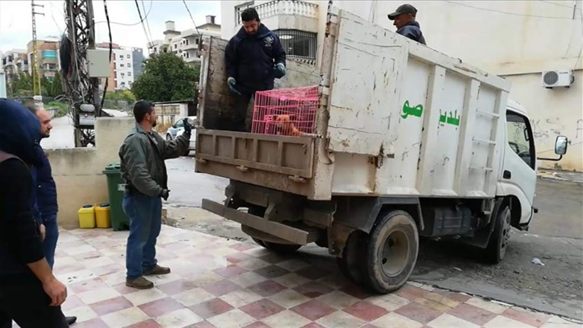 عملية رصد والتقاط للكلاب الشاردة في صور (صور)
