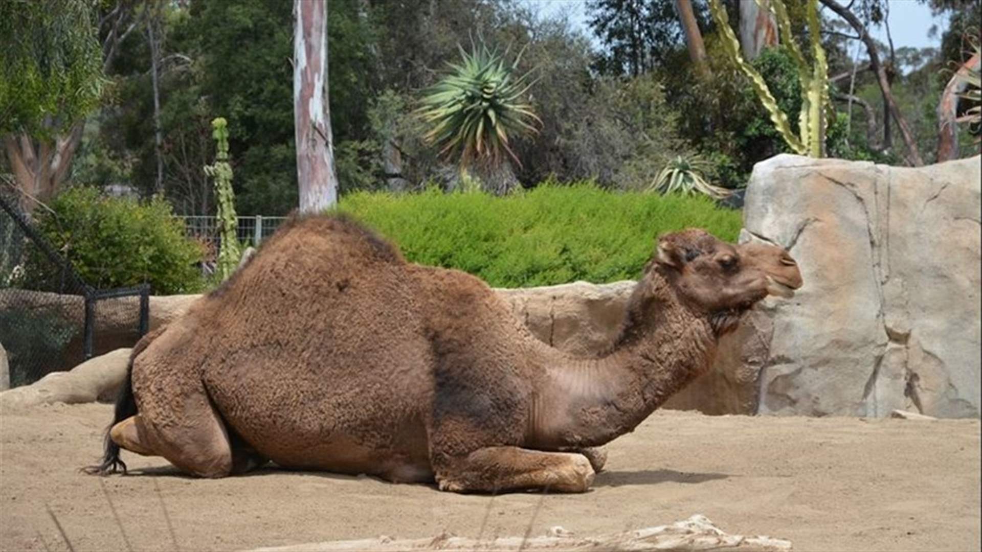 جمل يفطر القلوب... يرفض تناول الطعام والماء بعد وفاة صاحبه