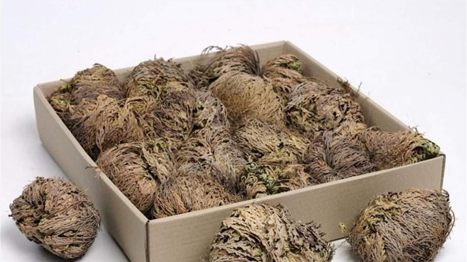 نبتة يابسة تعود إلى الحياة بعد جفافها بشكلٍ كاملٍ (فيديو)