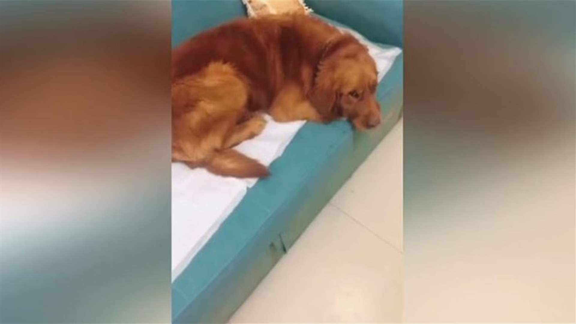 أين تختبئ الهرة في هذه الصورة؟ (فيديو طريف)