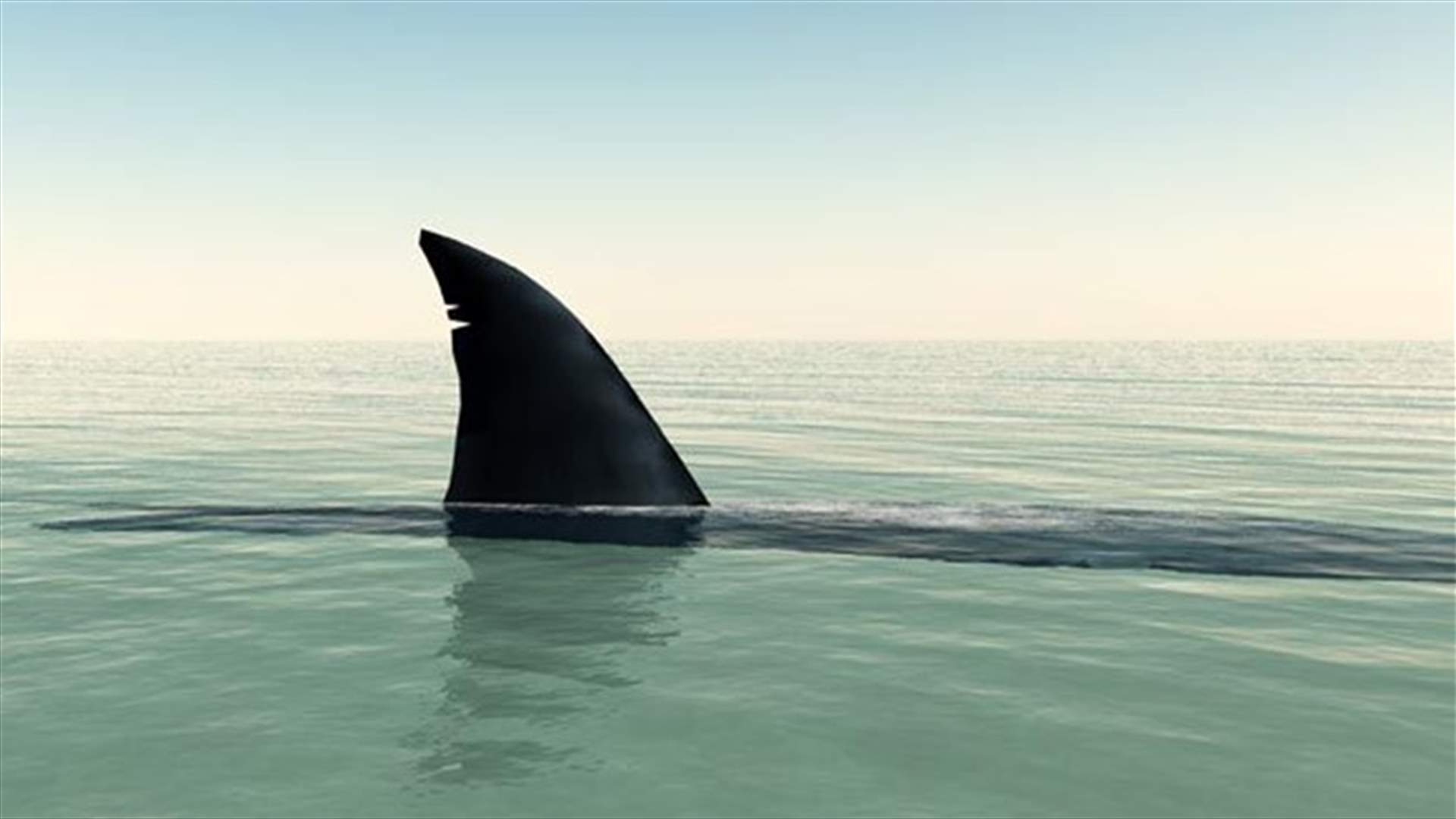 العثور على رأس قرش هائل... وتخوف من الحيوان الضخم الذي استطاع قتله (صور)
