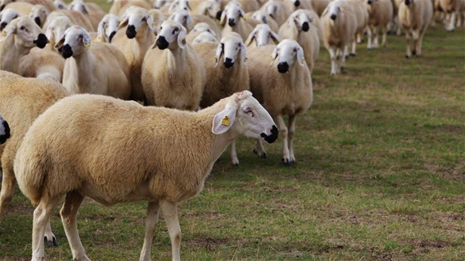 في دبي ... قتل خرافاً فدخل الى السجن