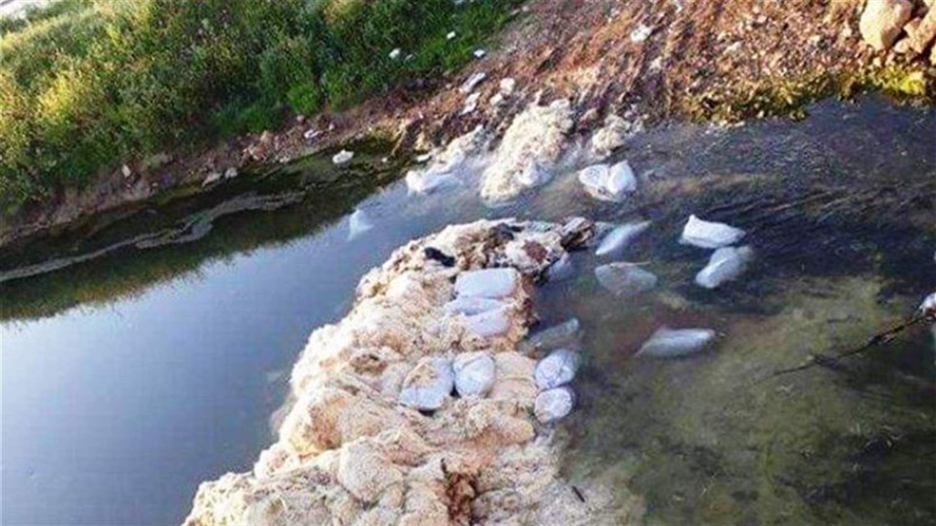 طيور نافقة بمجرى نهر الاسطوان...