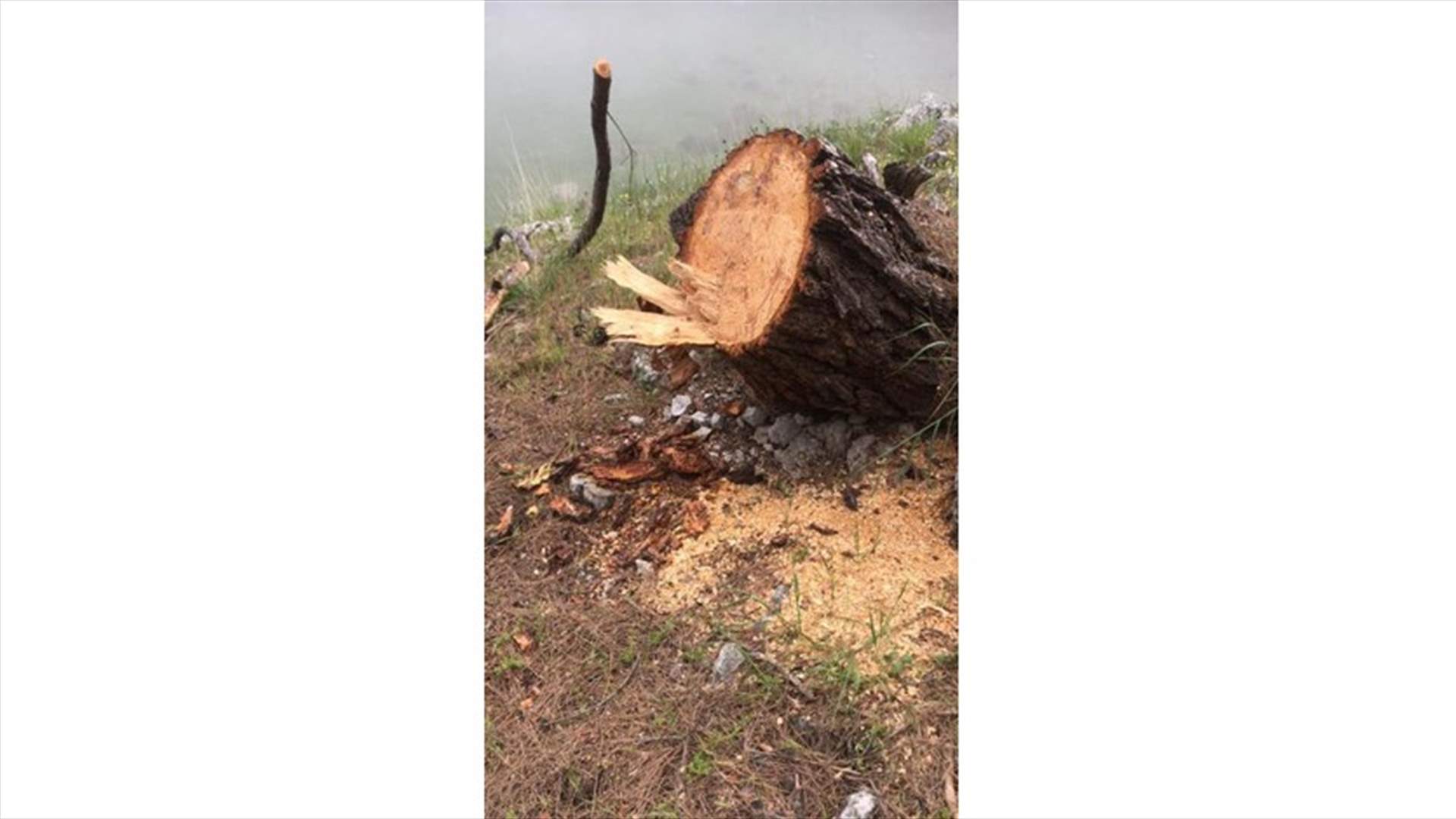 قطع نحو 50 شجرة صنوبر معمرة في عندقت... رئيس البلدية: لرفع الغطاء عن الفاعلين