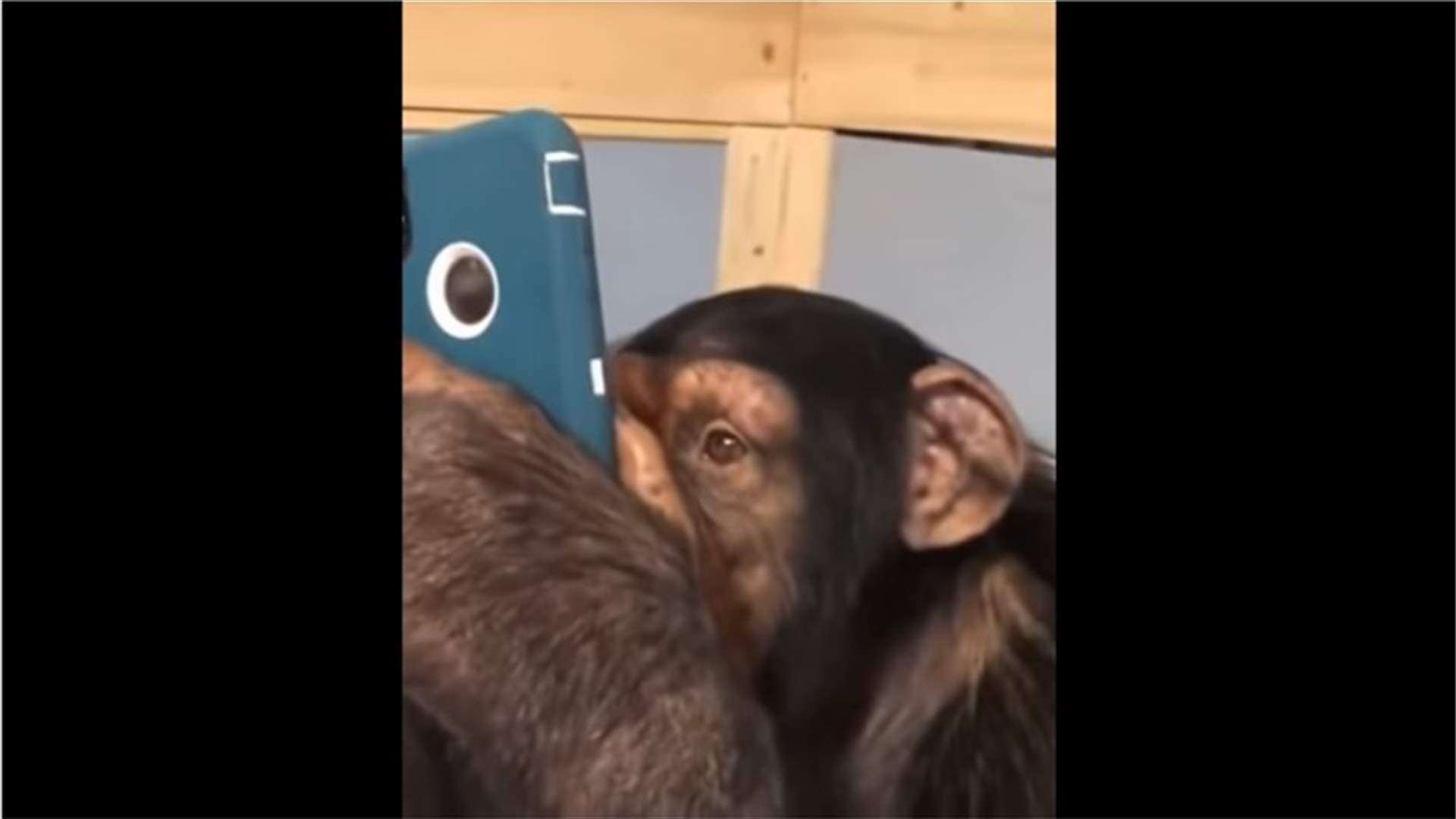 شمبانزي يجتاح الإنترنت لإستخدامه انستغرام كالمحترفين (فيديو)