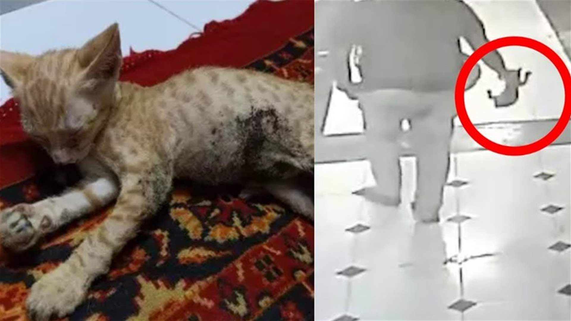رمى هرتين في النيران... فيديو صادم وثّق ما حصل!