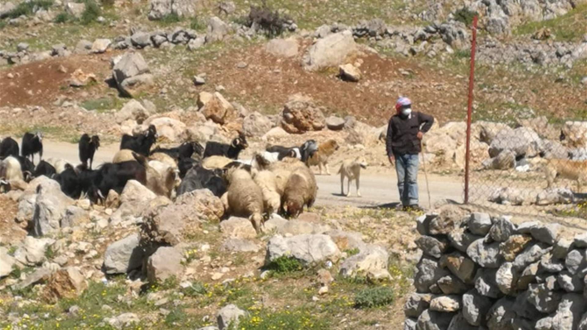 قوة اسرائيلية حاولت خطف راع في جبل الشحل- شبعا