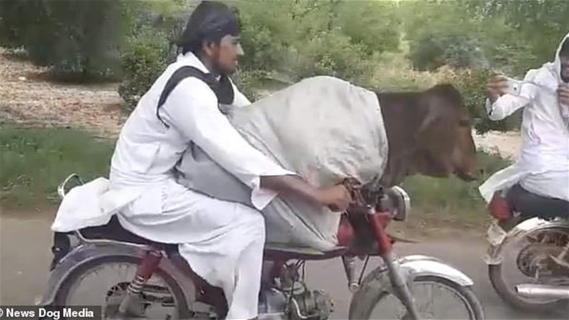 رجل ينقل بقرة ضخمة على دراجته النارية... ويُشعل الانترنت (فيديو)